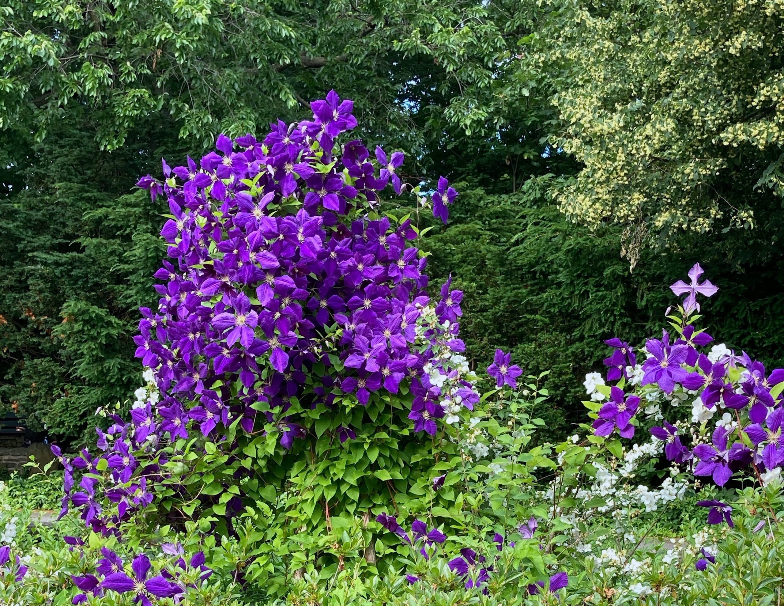 Clematis ‘Jackmanii’ - clematis