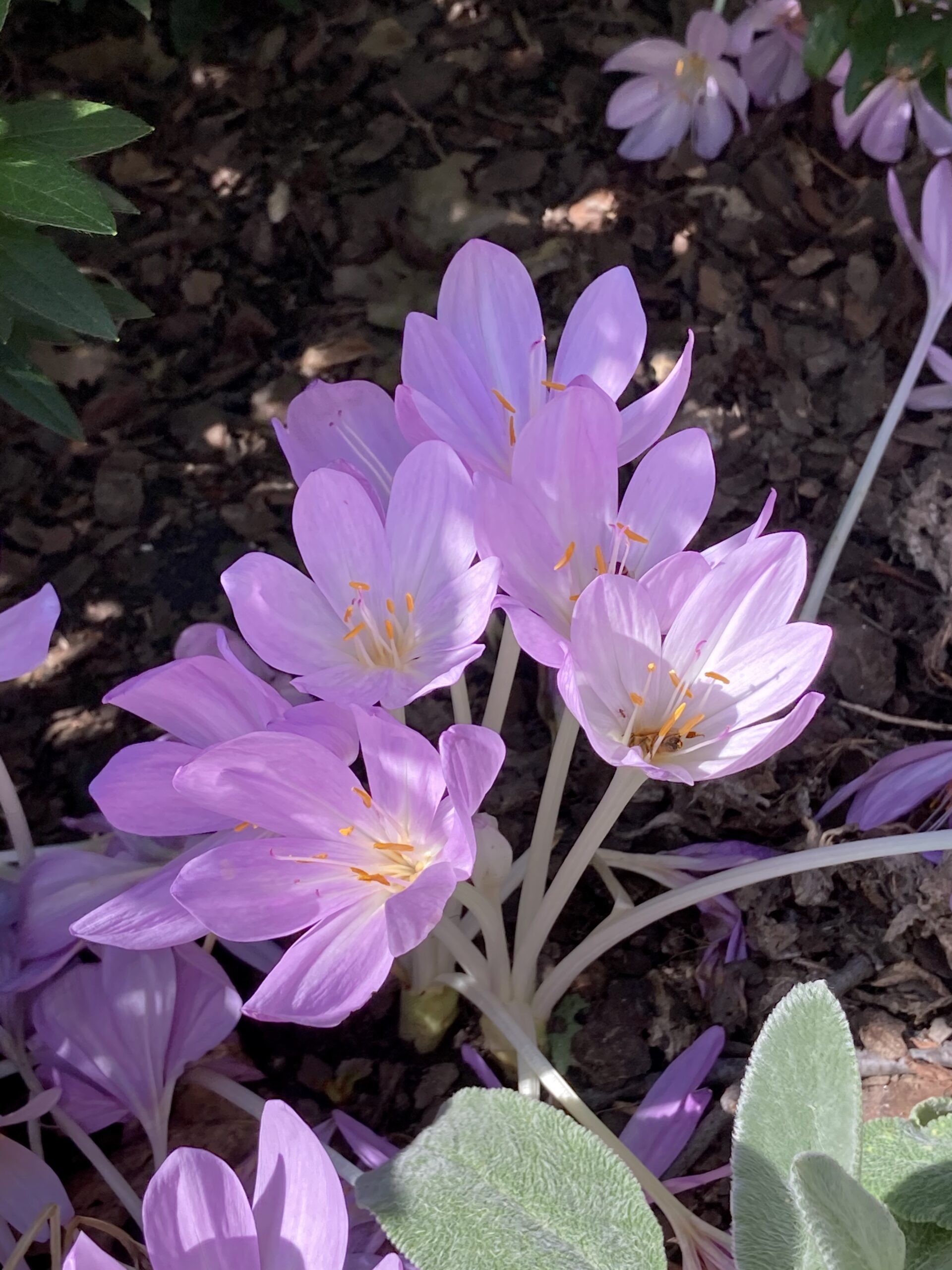 Colchicum autumnale - autumn crocus