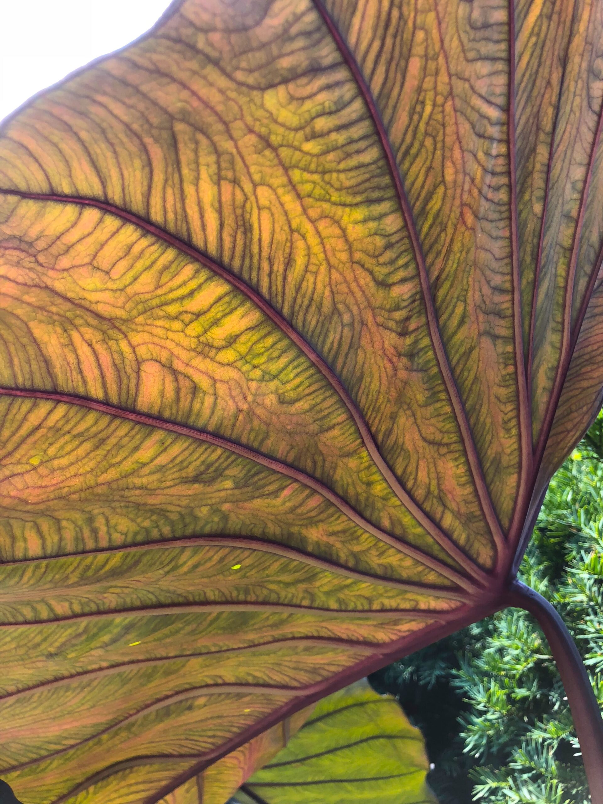 Colocasia ‘Jet Black Wonder’ - elephant ears