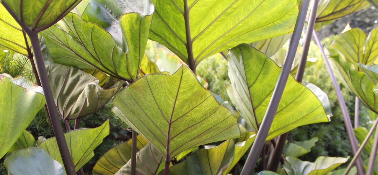Colocasia ‘Tea Cup’ - elephant ears
