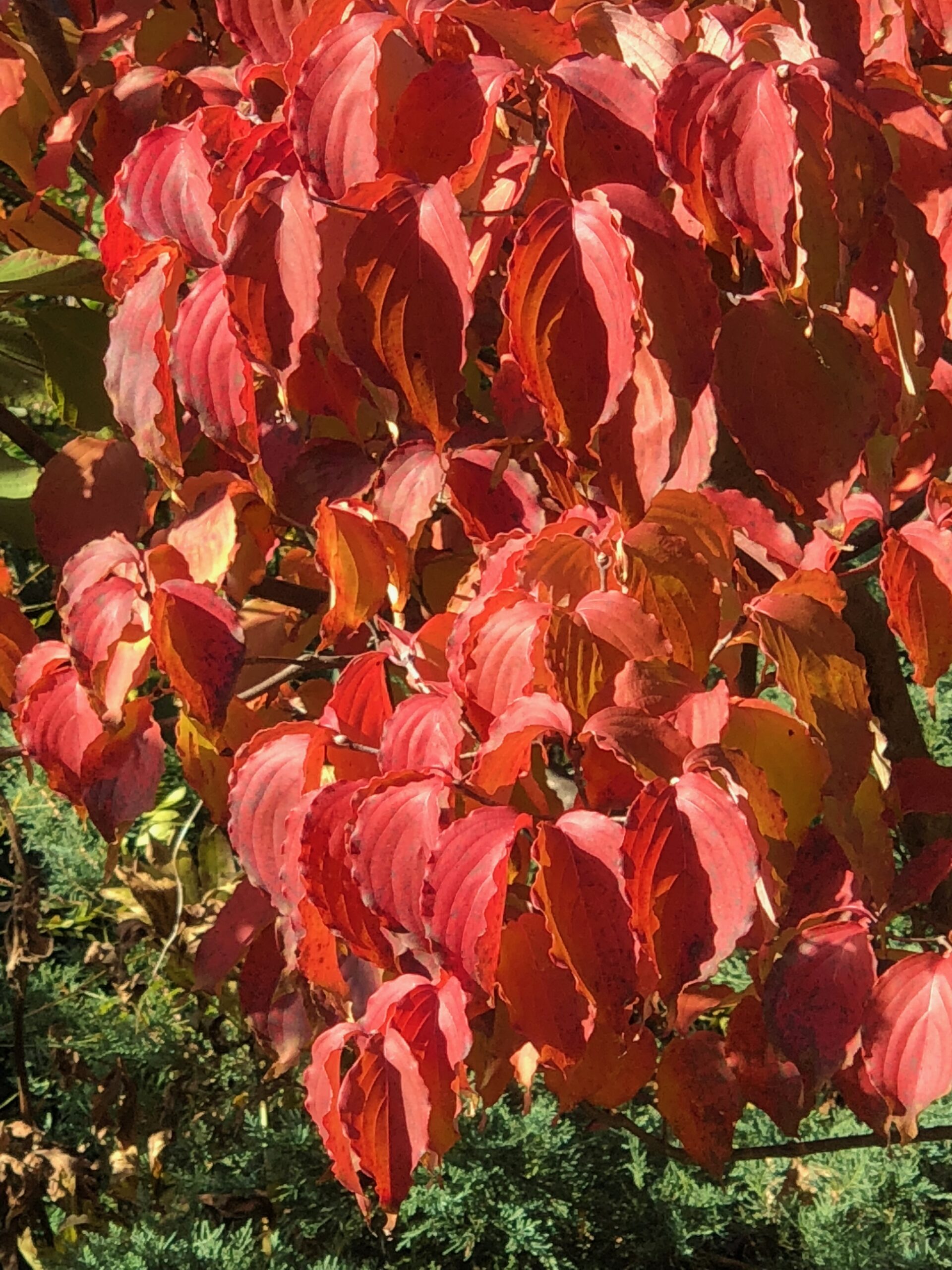 Cornus florida - flowering dogwood