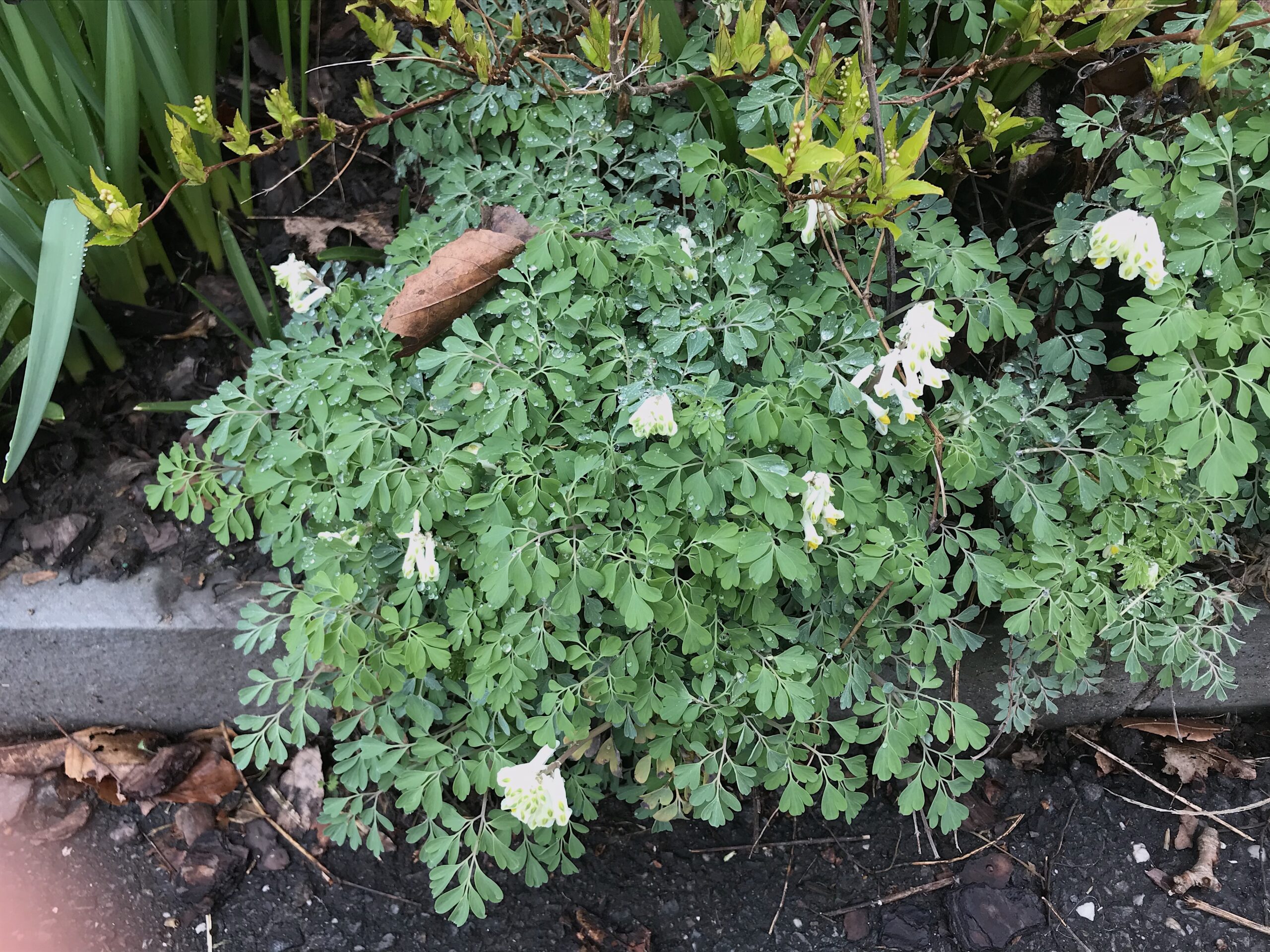 Corydalis ochroleuca - white corydalis