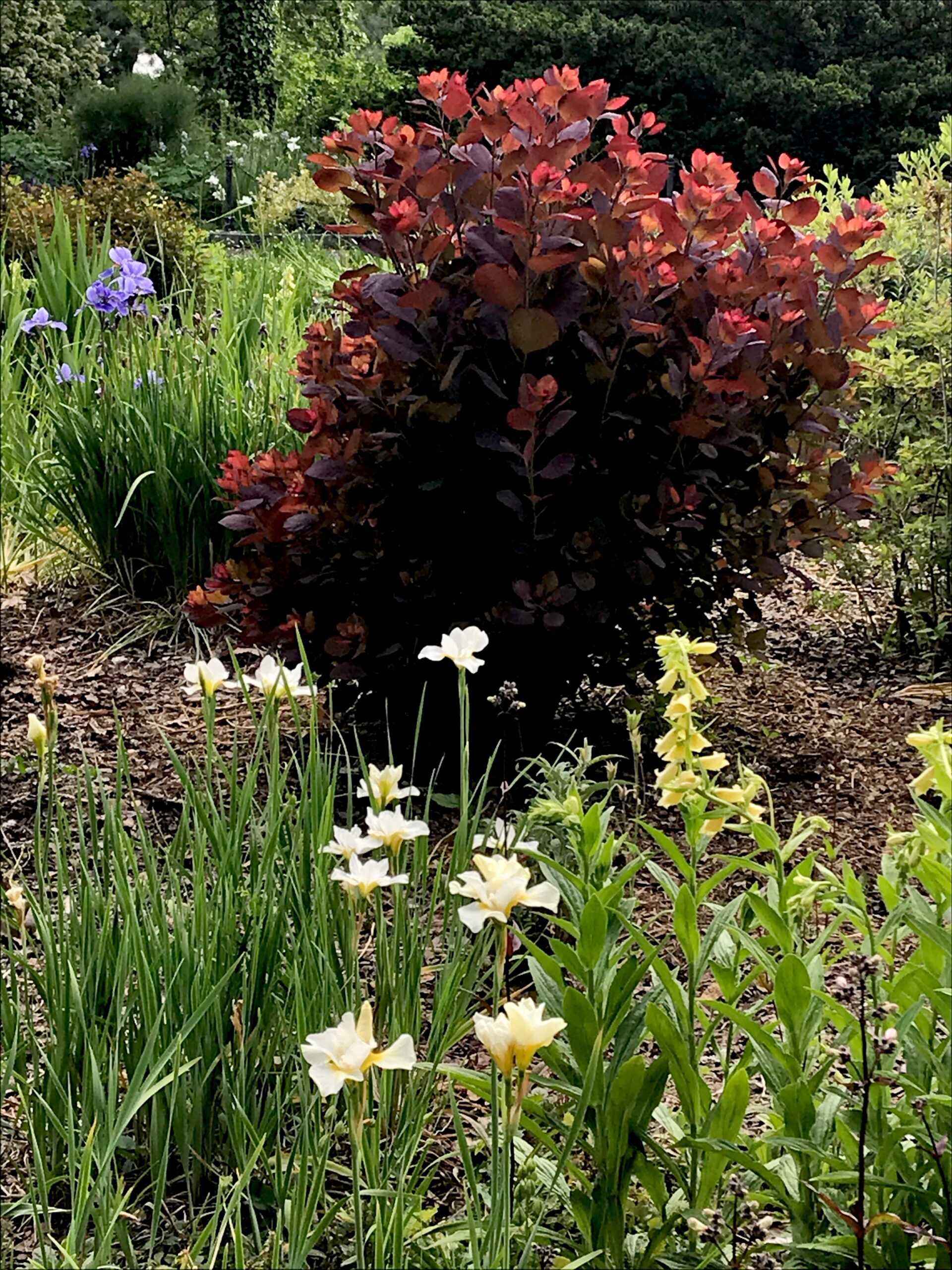 Cotinus coggygria ‘Winecraft Black’ - dwarf smokebush