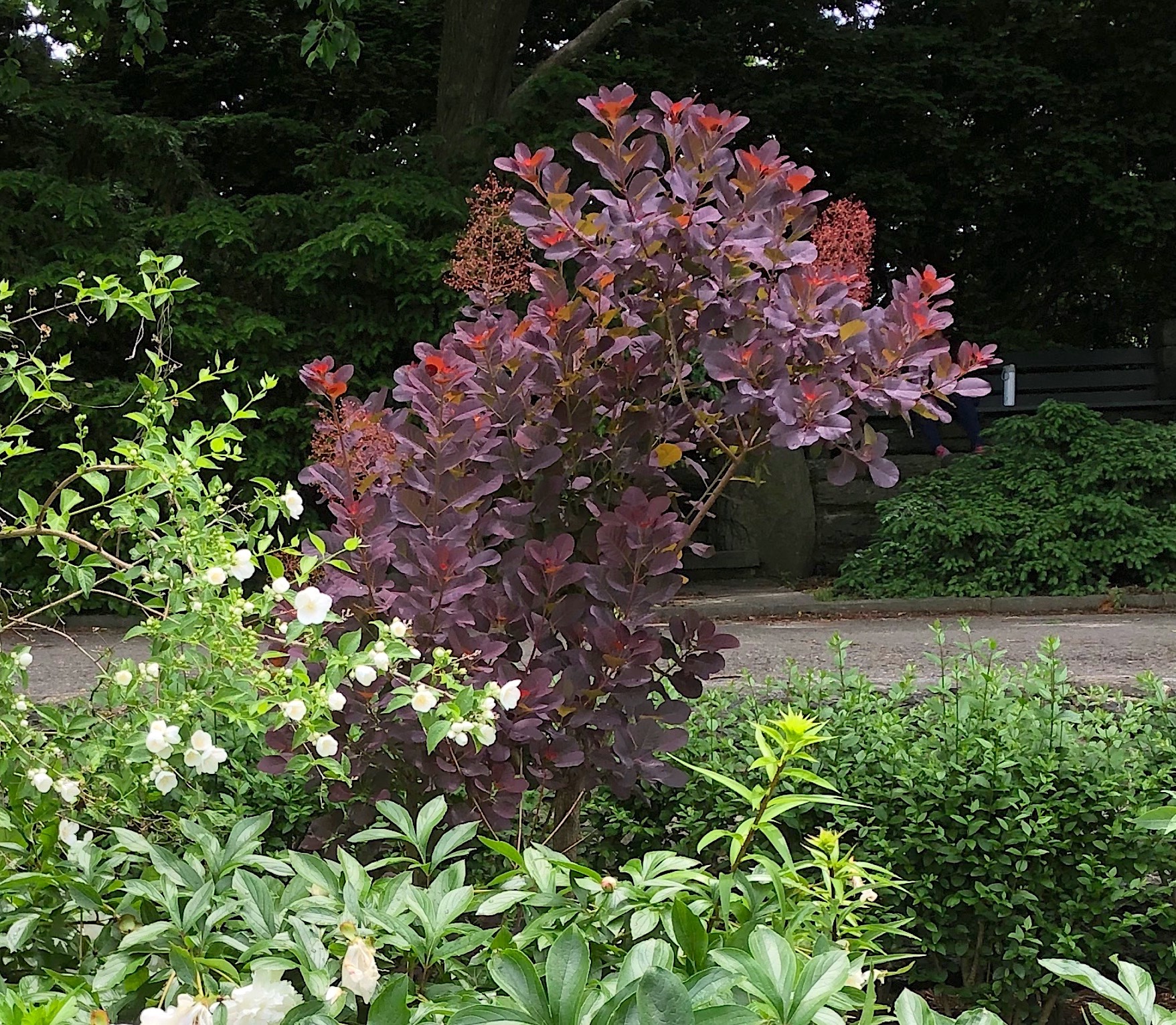 Cotinus coggygria ‘Royal Purple’ - purple-leaved smokebush