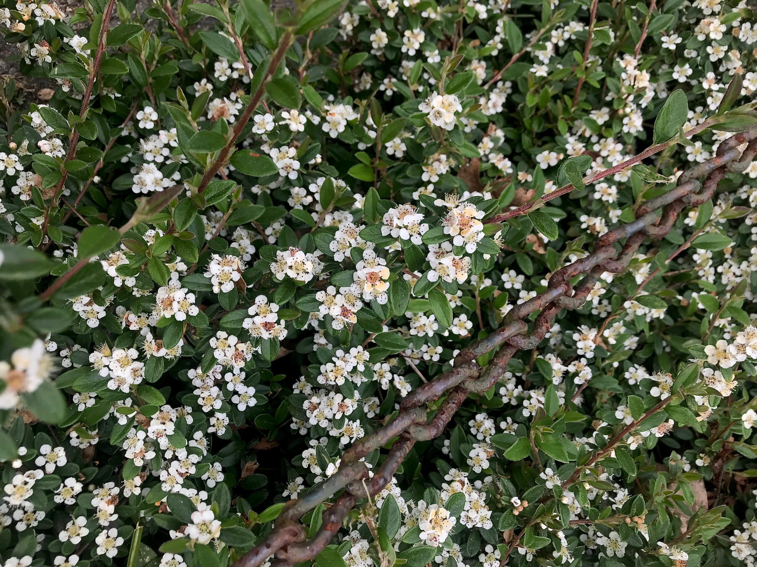 Cotoneaster dammeri 'Coral Beauty' - bearberry cotoneaster