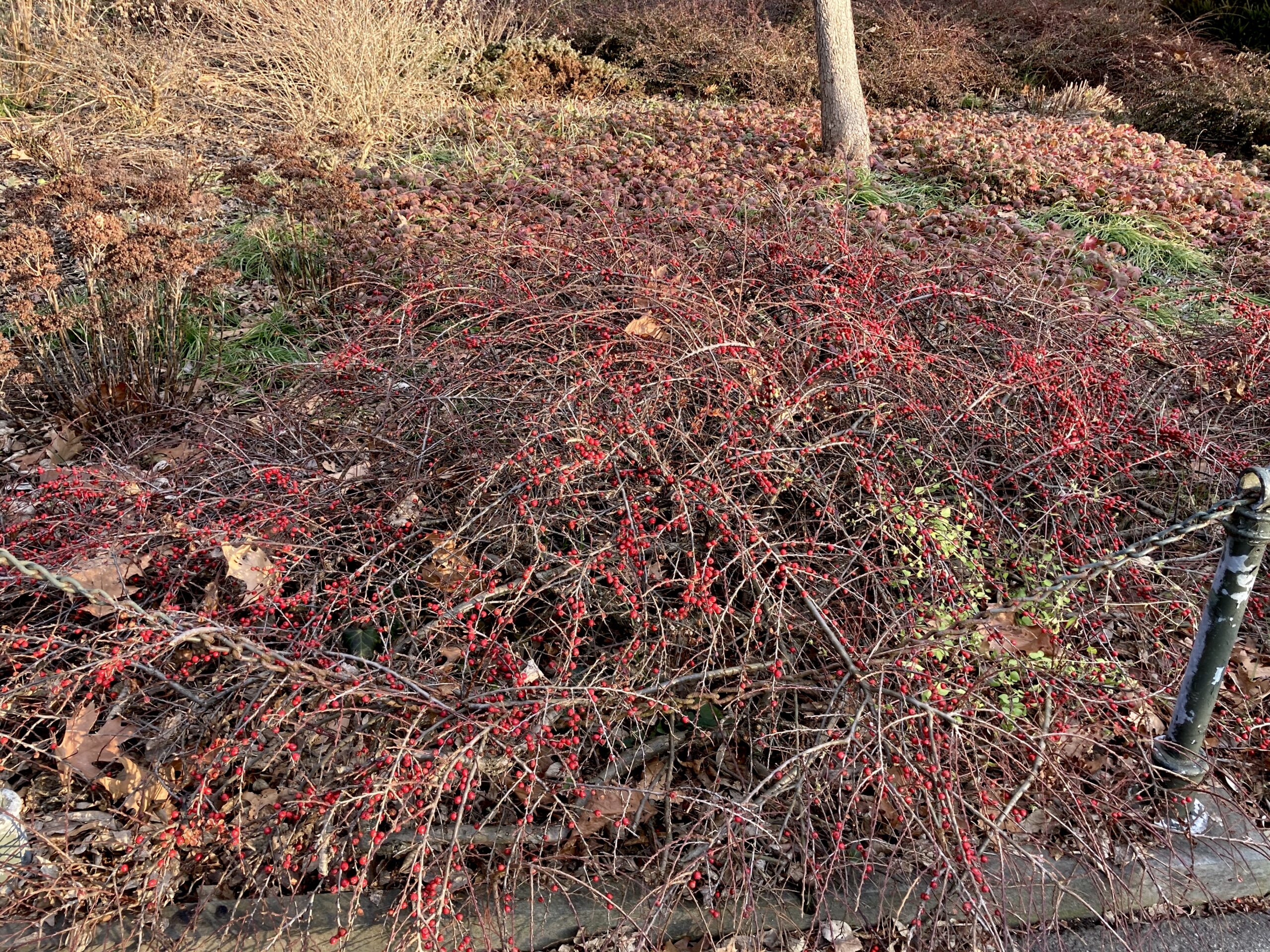 Cotoneaster horizontalis - rock cotoneaster