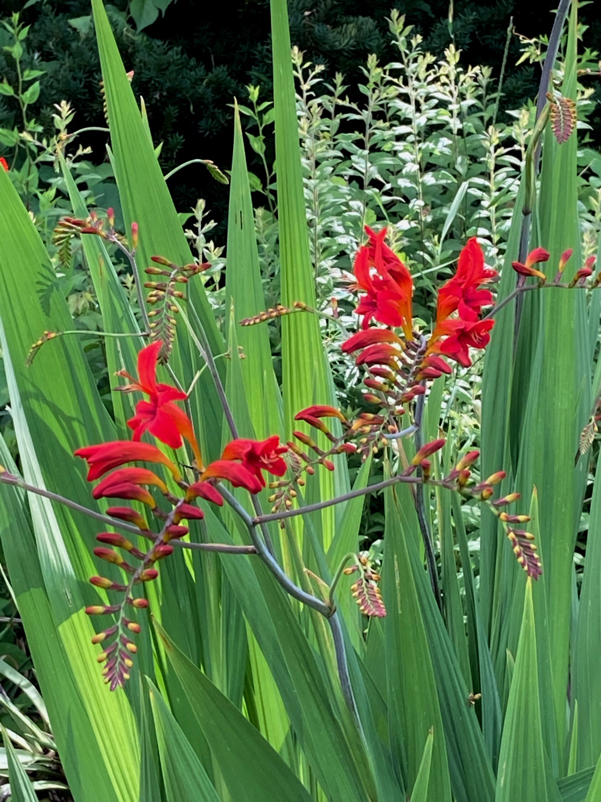 Crocosmia ‘Lucifer’ - montbretia