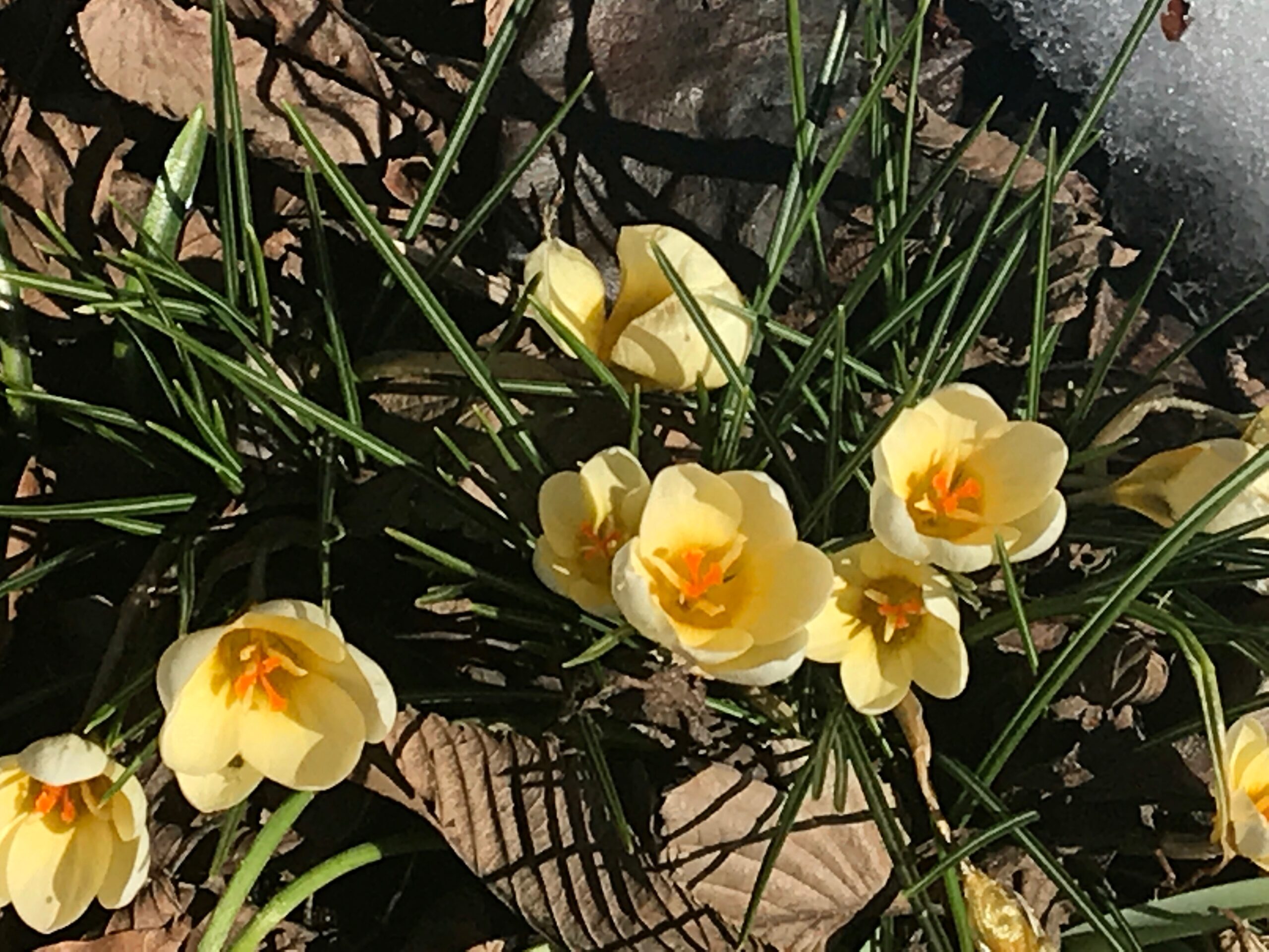 Crocus chrysanthus ‘Cream Beauty’ - snow crocus