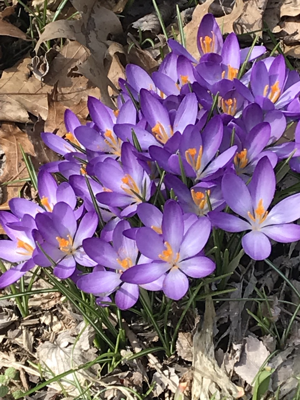 Crocus tommasinianus ‘Lilac Beauty’ - early crocus