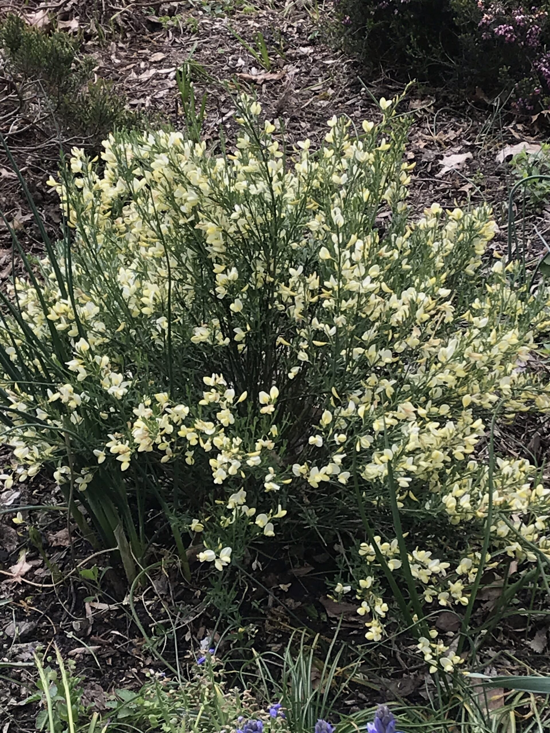 Cytisus scoparius ‘Moonlight’ - Scotch broom