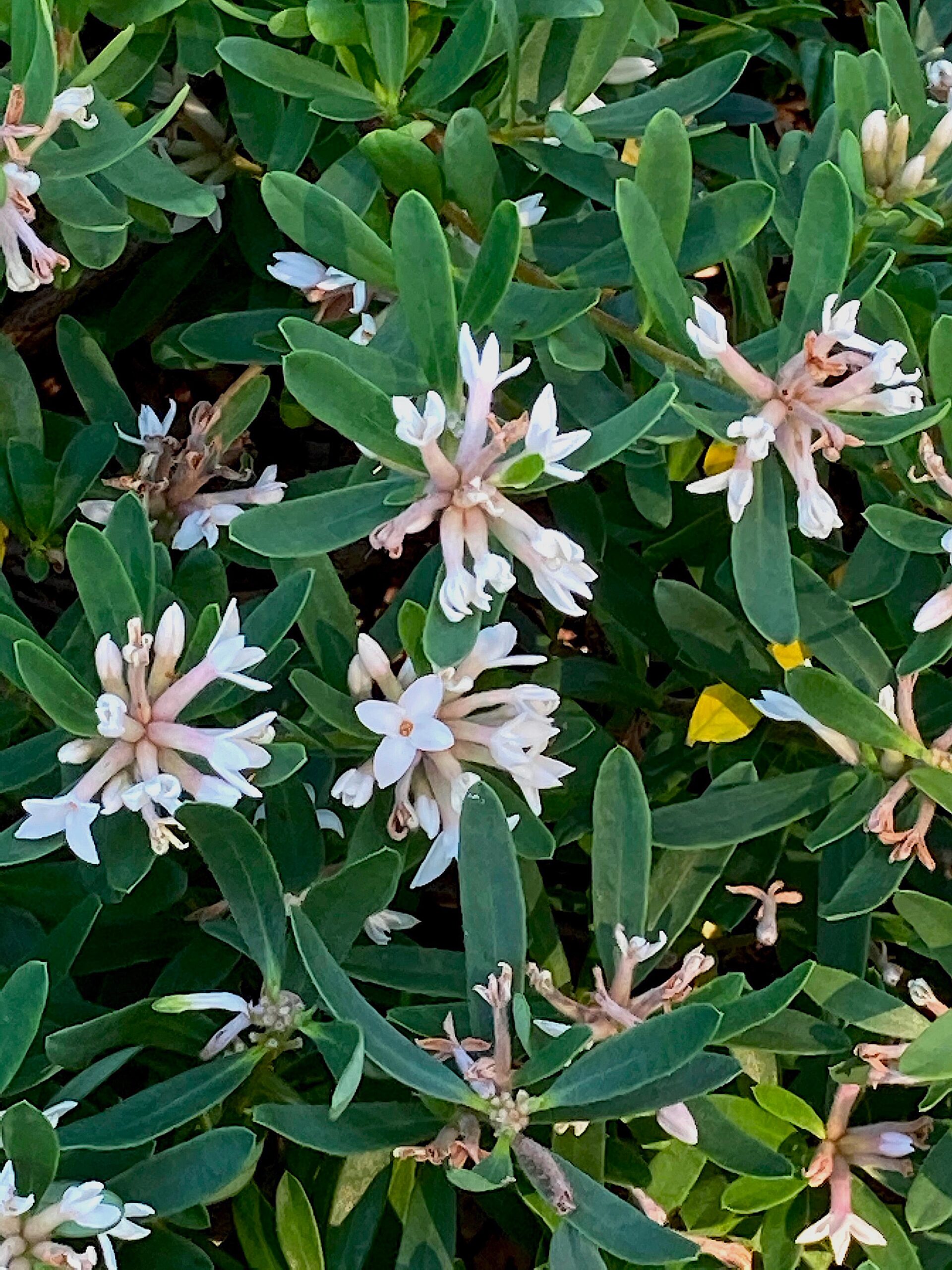 Daphne x transatlantica ‘Jim’s Pride’ - daphne