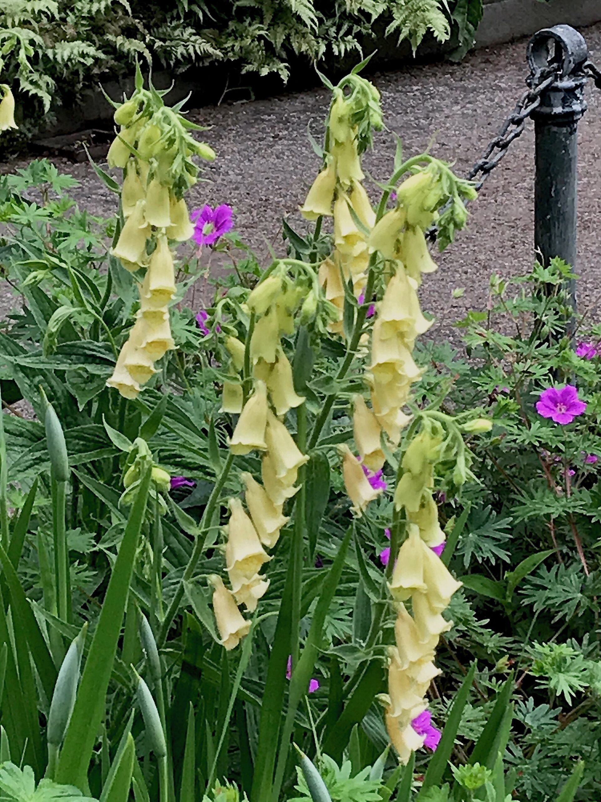 Digitalis grandiflora - large yellow foxglove