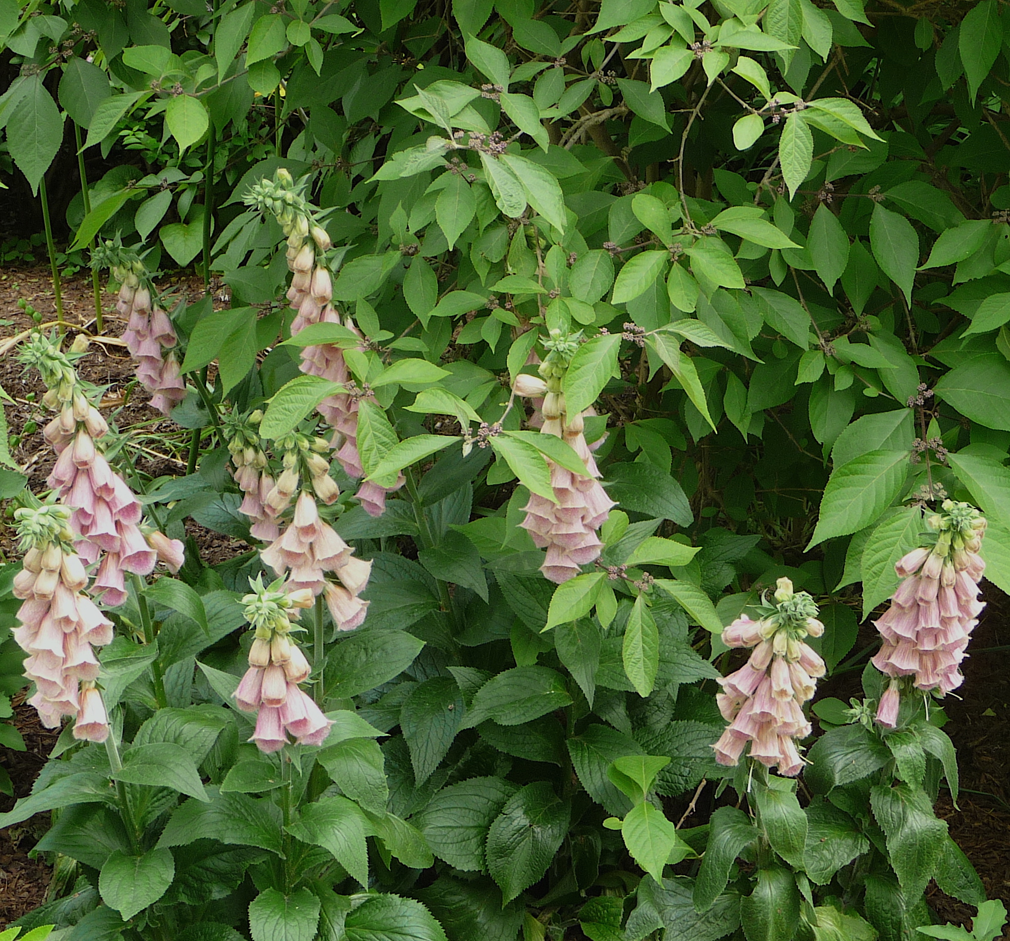 Digitalis x mertonensis - strawberry foxglove