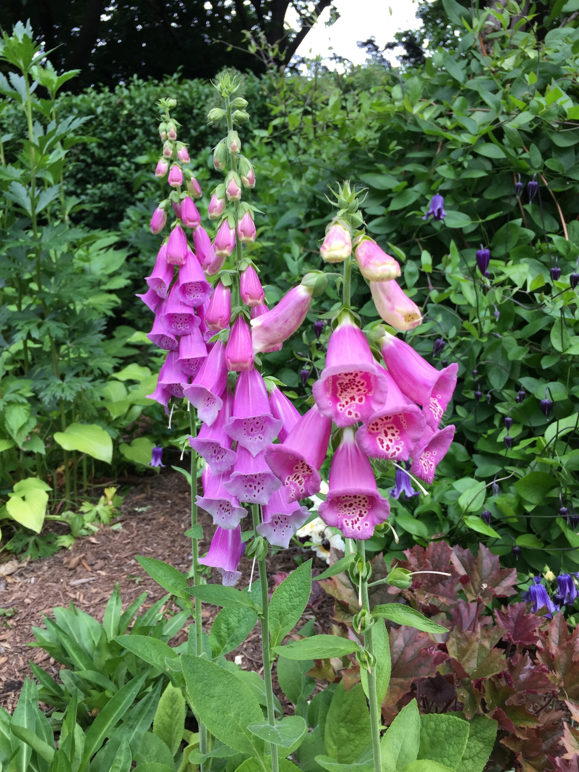 Digitalis purpurea - common foxglove cultivars