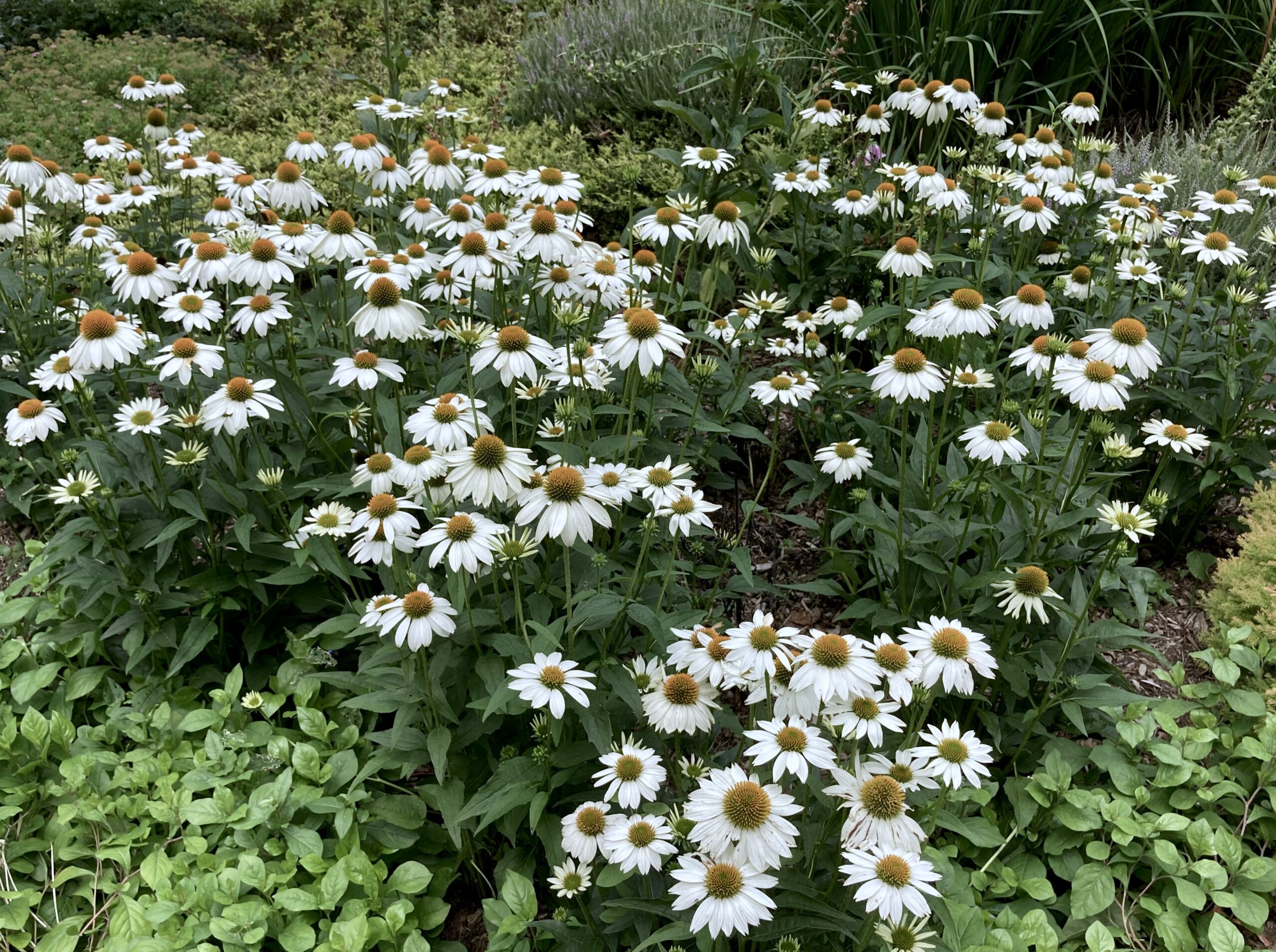 Echinacea purpurea ‘PowWow White’ - coneflower
