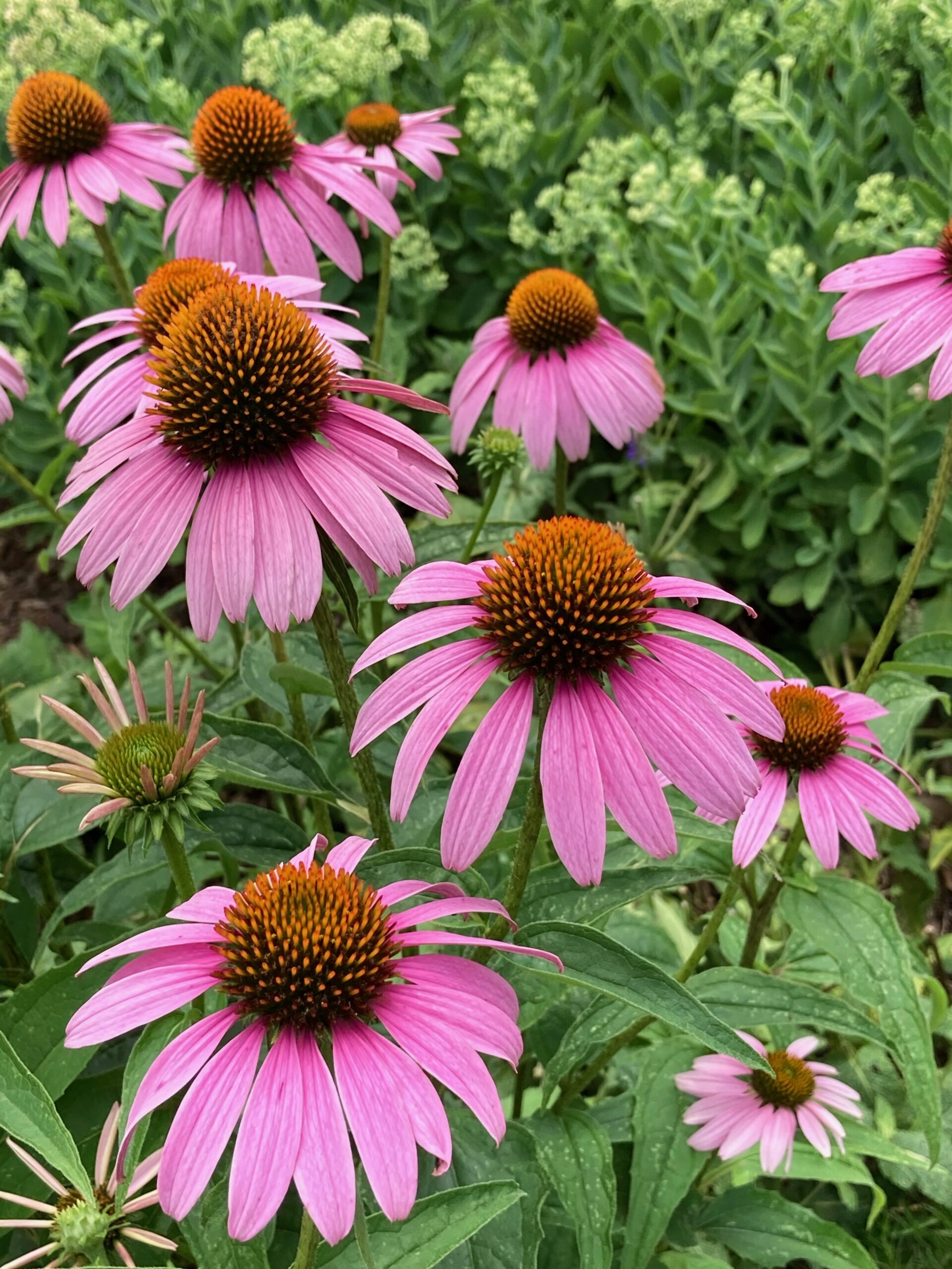 Echinacea purpurea ‘Magnus’ - purple coneflower