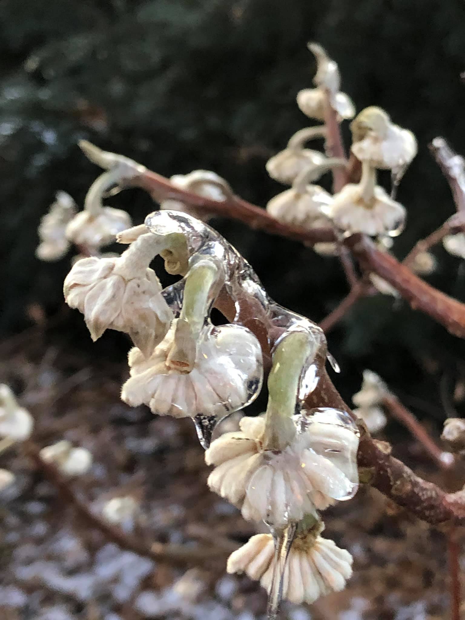 Edgeworthia chrysantha - paperbush