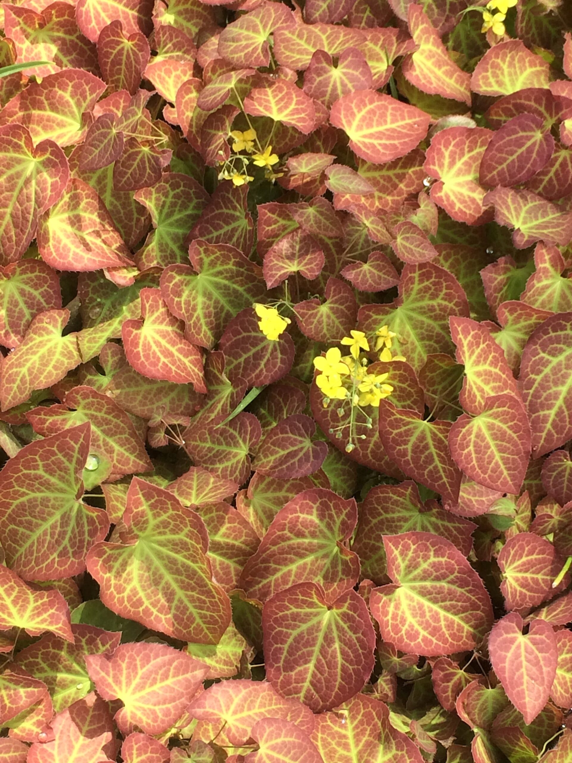 Epimedium x perralchicum ‘Frohnleiten’ - barrenwort