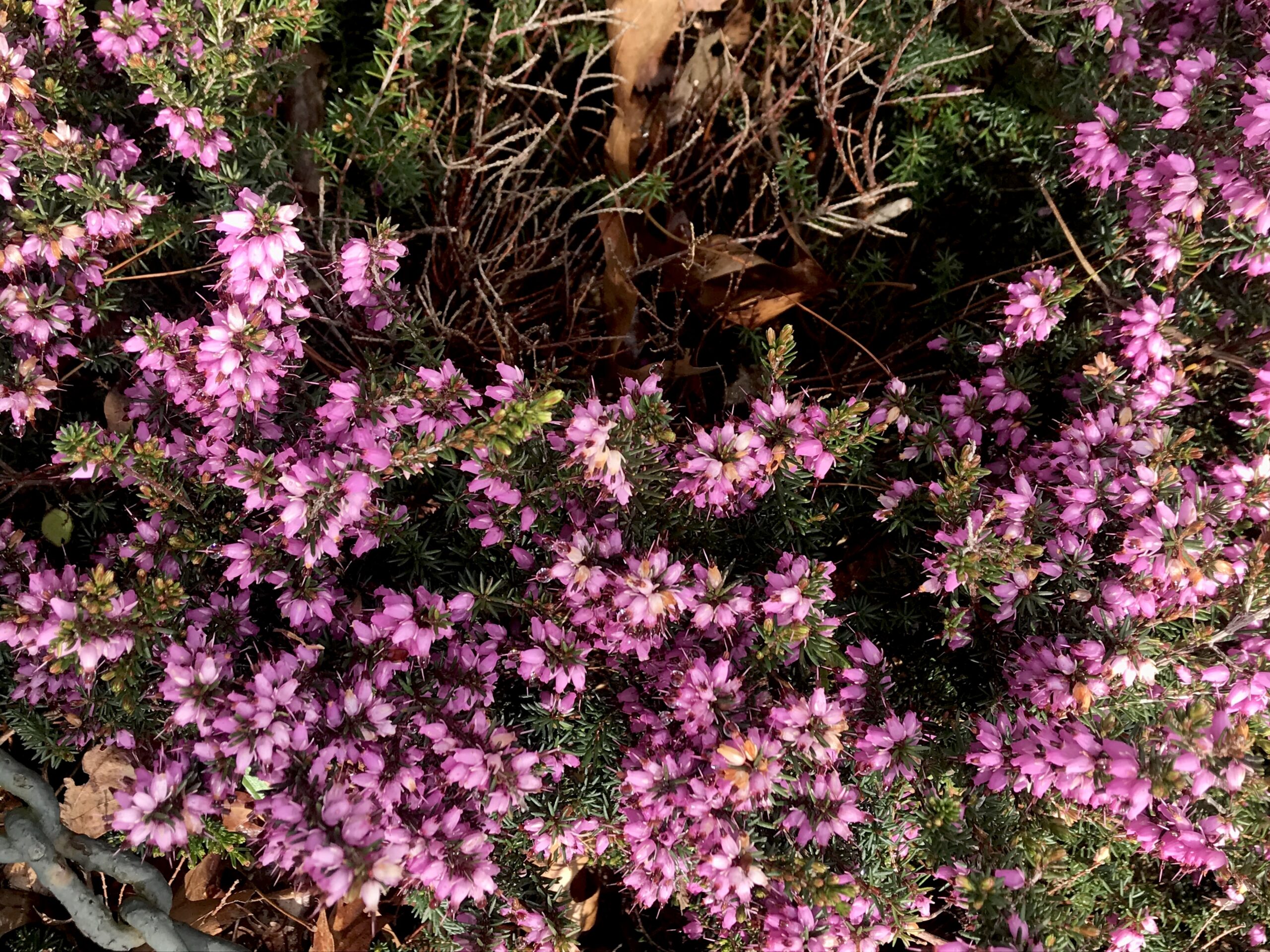Erica x darleyensis ‘Mediterranean Pink’ - Darley Dale heath