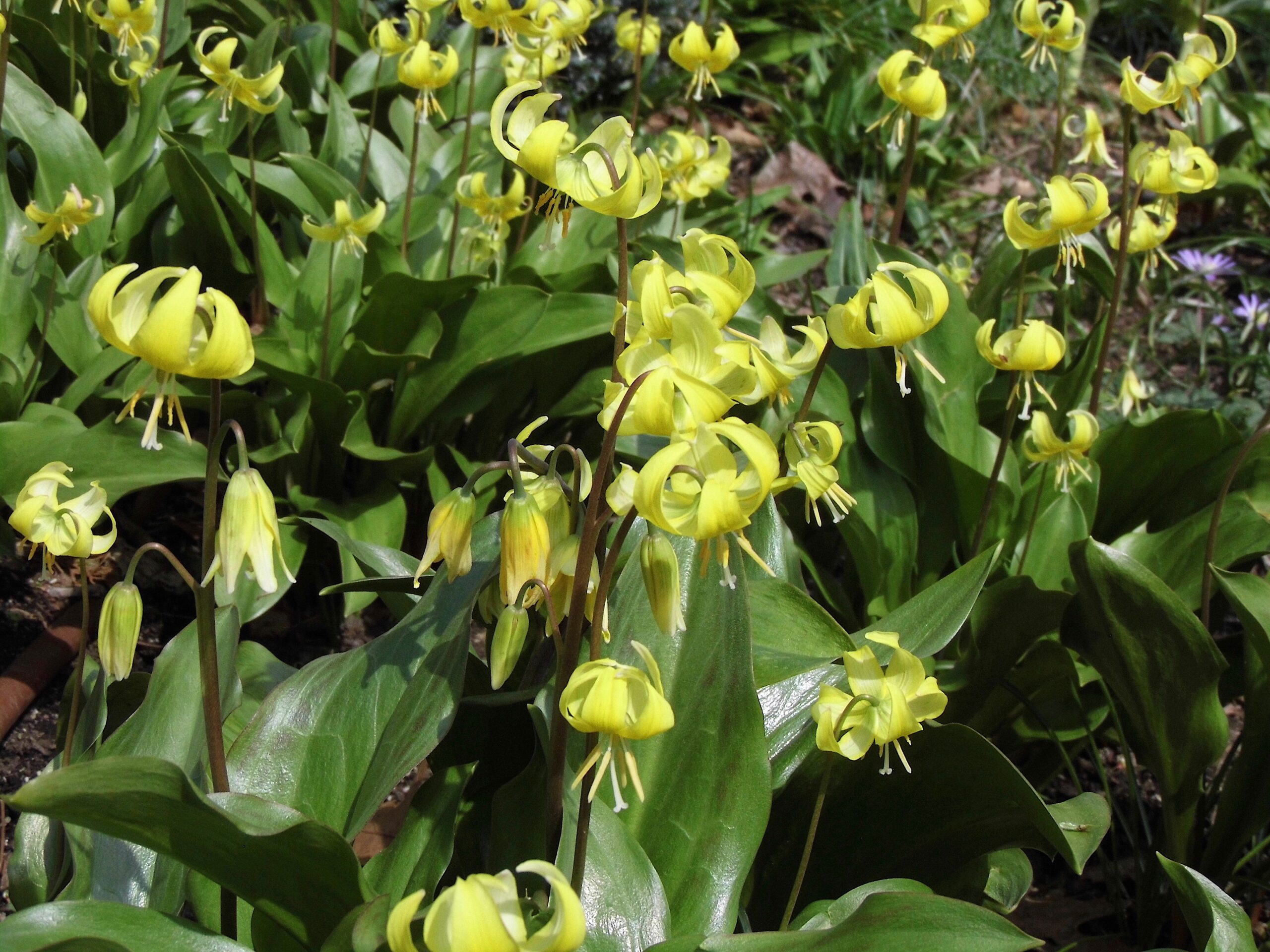 Erythronium ‘Pagoda’ - trout lily