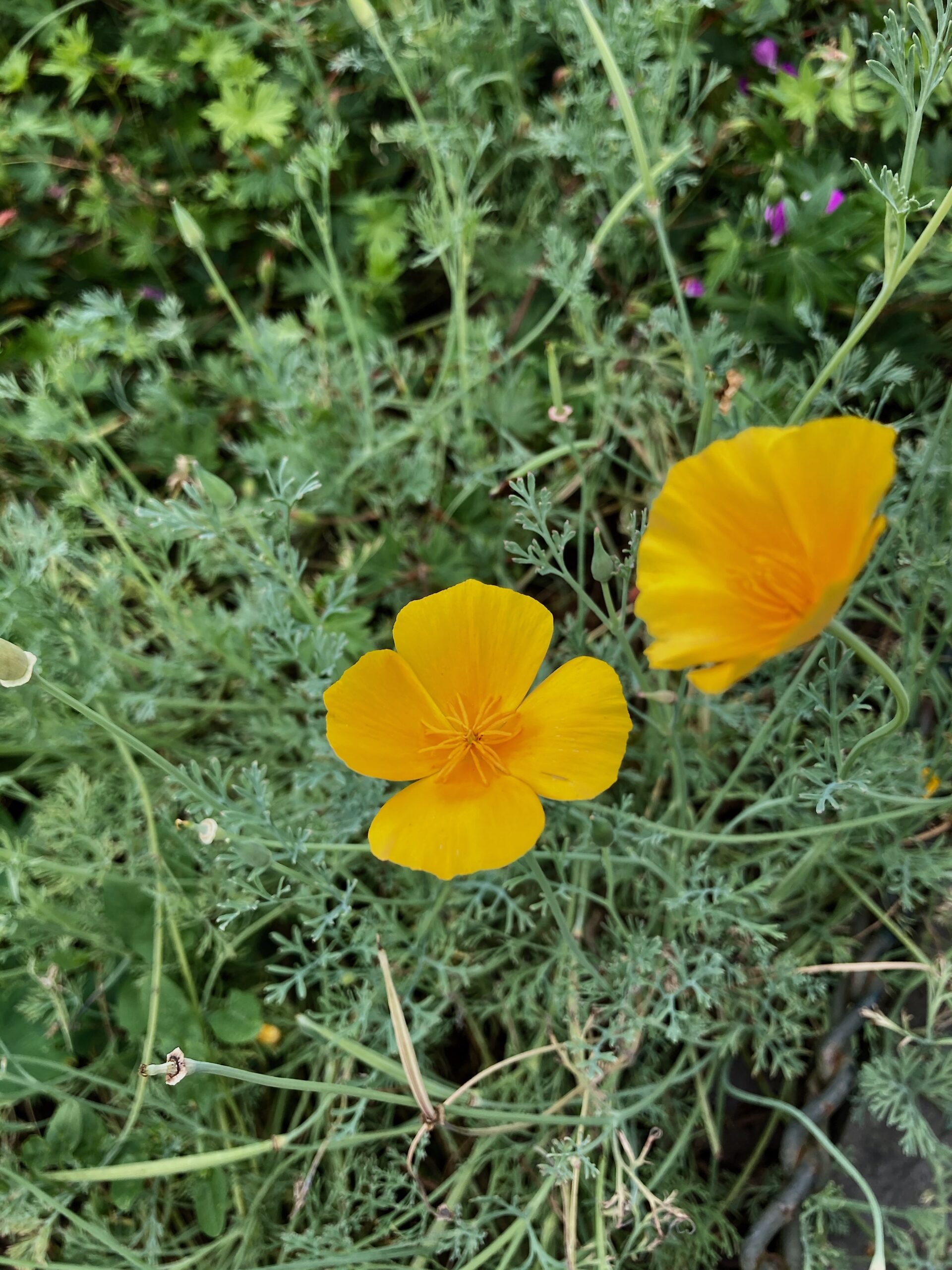 Eschscholzia californica - California poppy