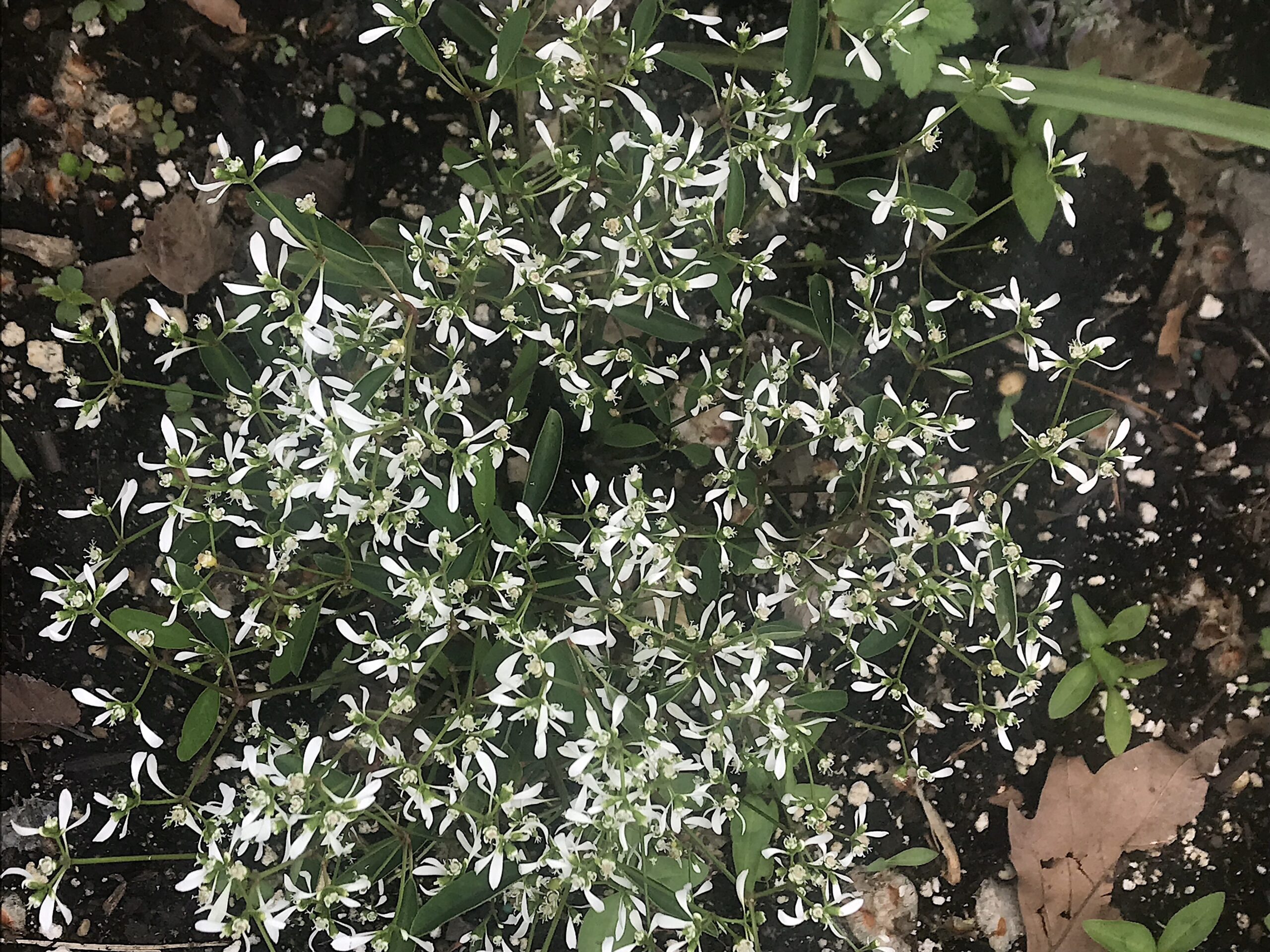 Euphorbia hypericifolia ‘Diamond Frost’ - euphorbia