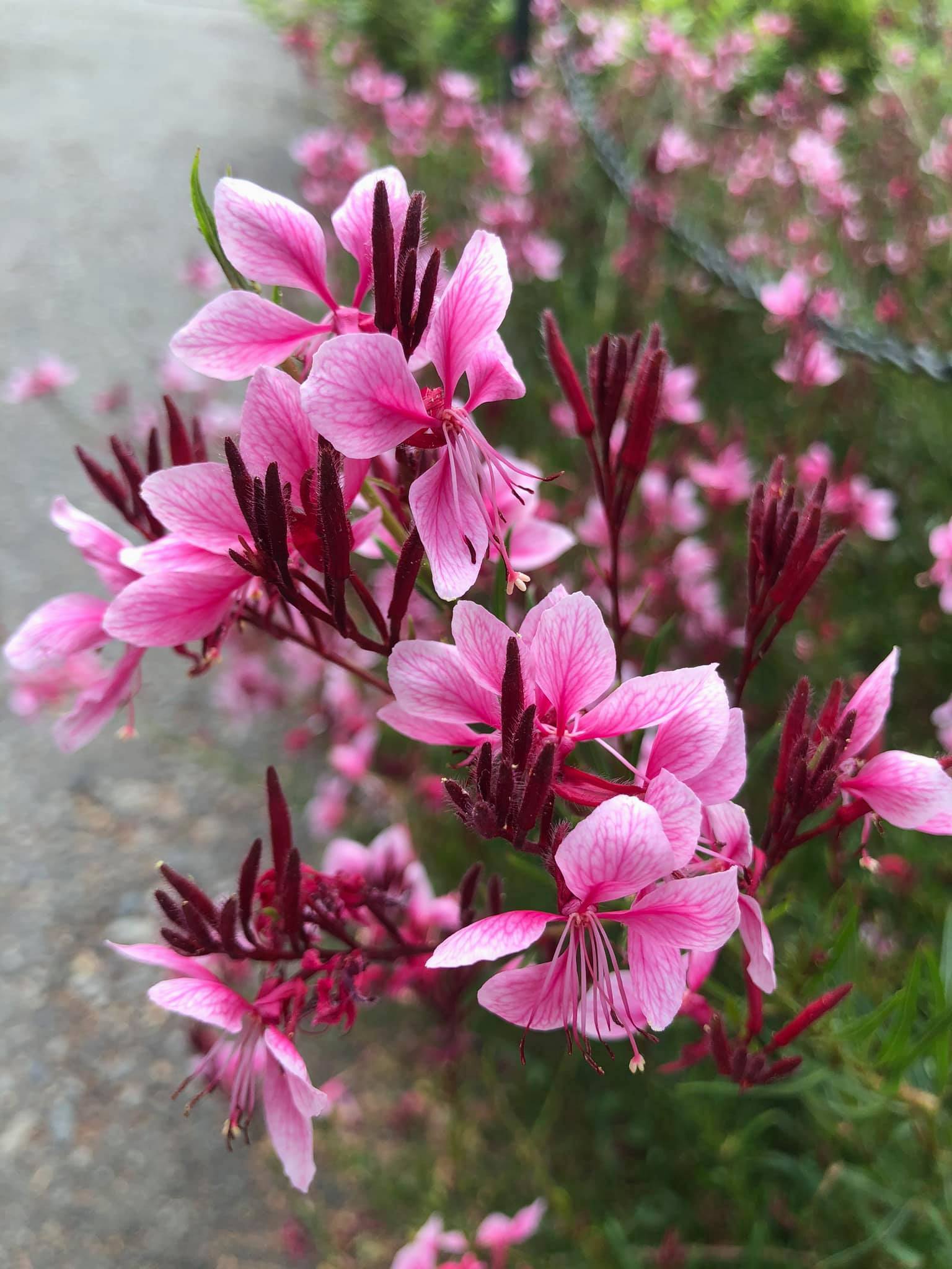 Gaura lindheimeri ‘Siskiyou Pink’ - gaura