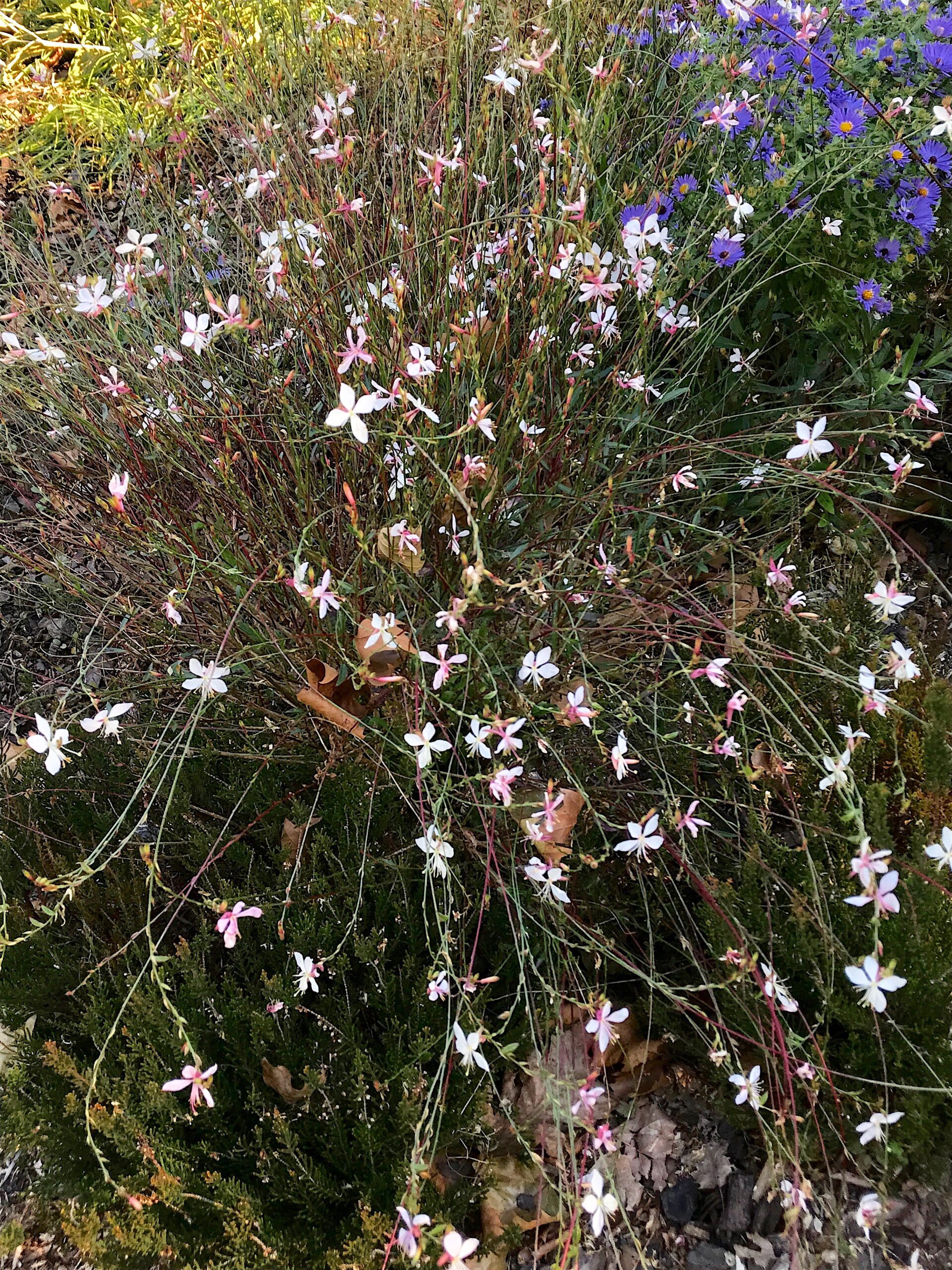 Gaura lindheimeri ‘Whirling Butterflies’ - gaura
