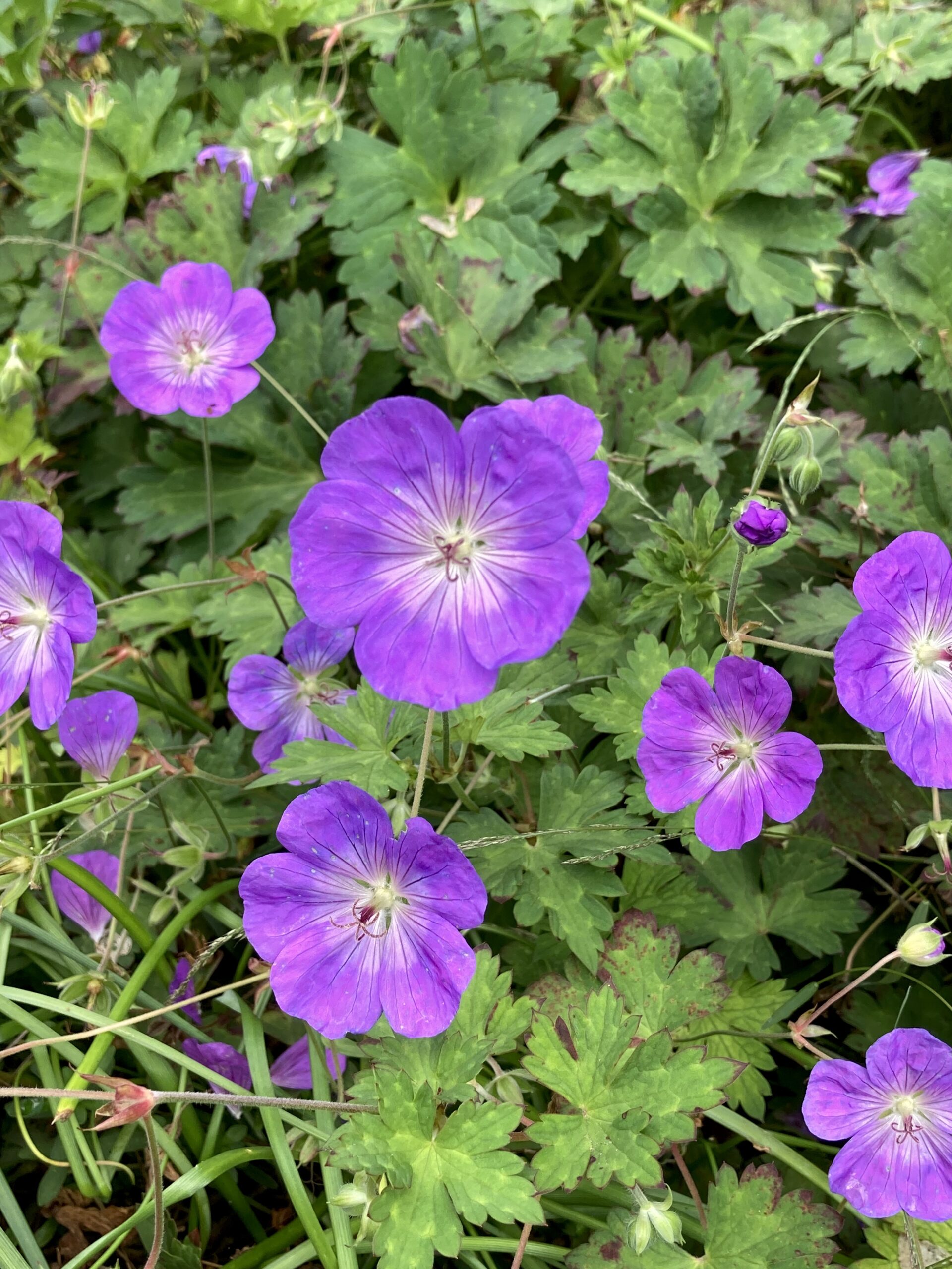 Geranium ‘Rozanne’ - cranesbill