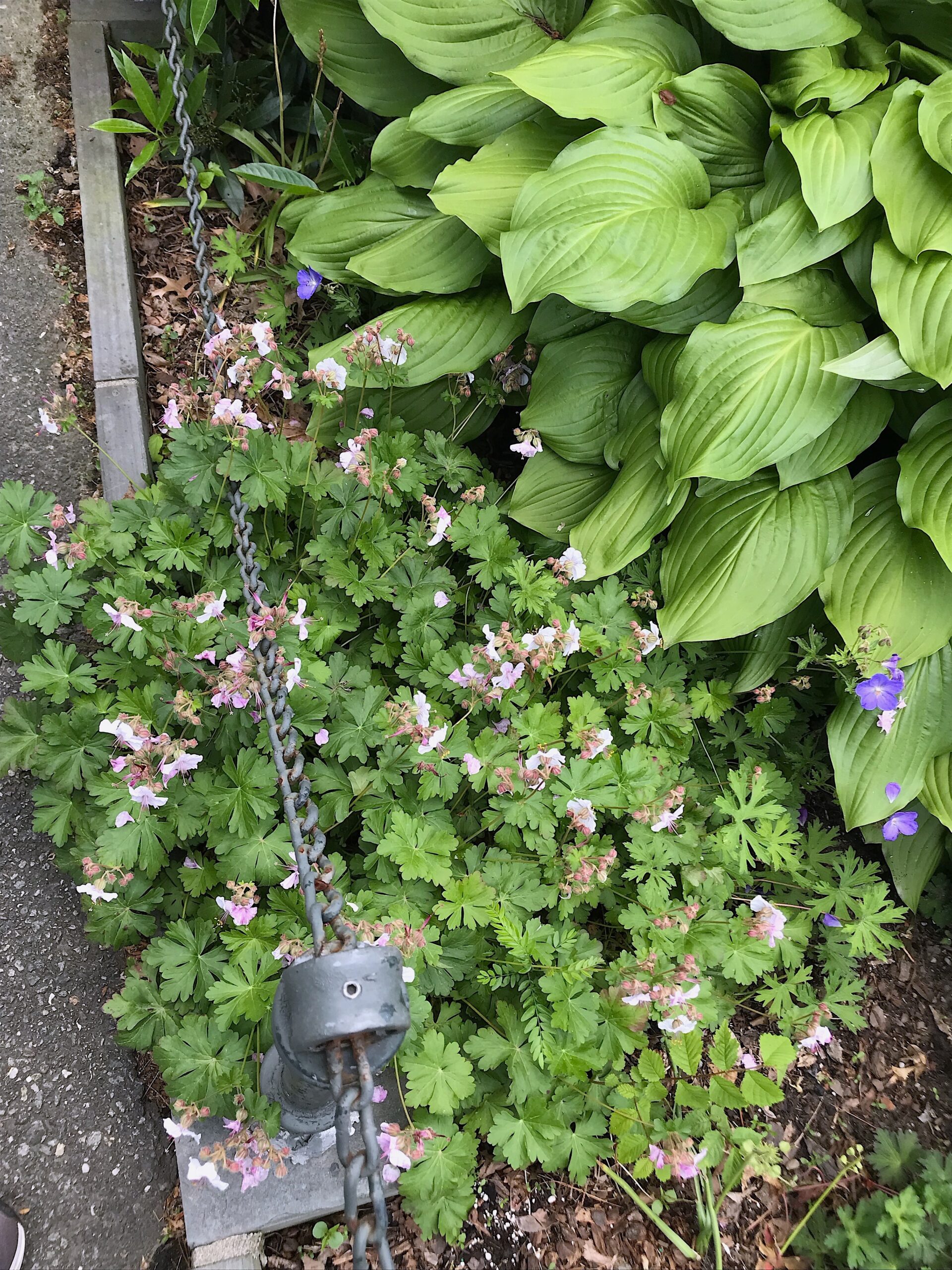 Geranium macrorrhizum ‘Ingwersens Variety’ - bigroot geranium