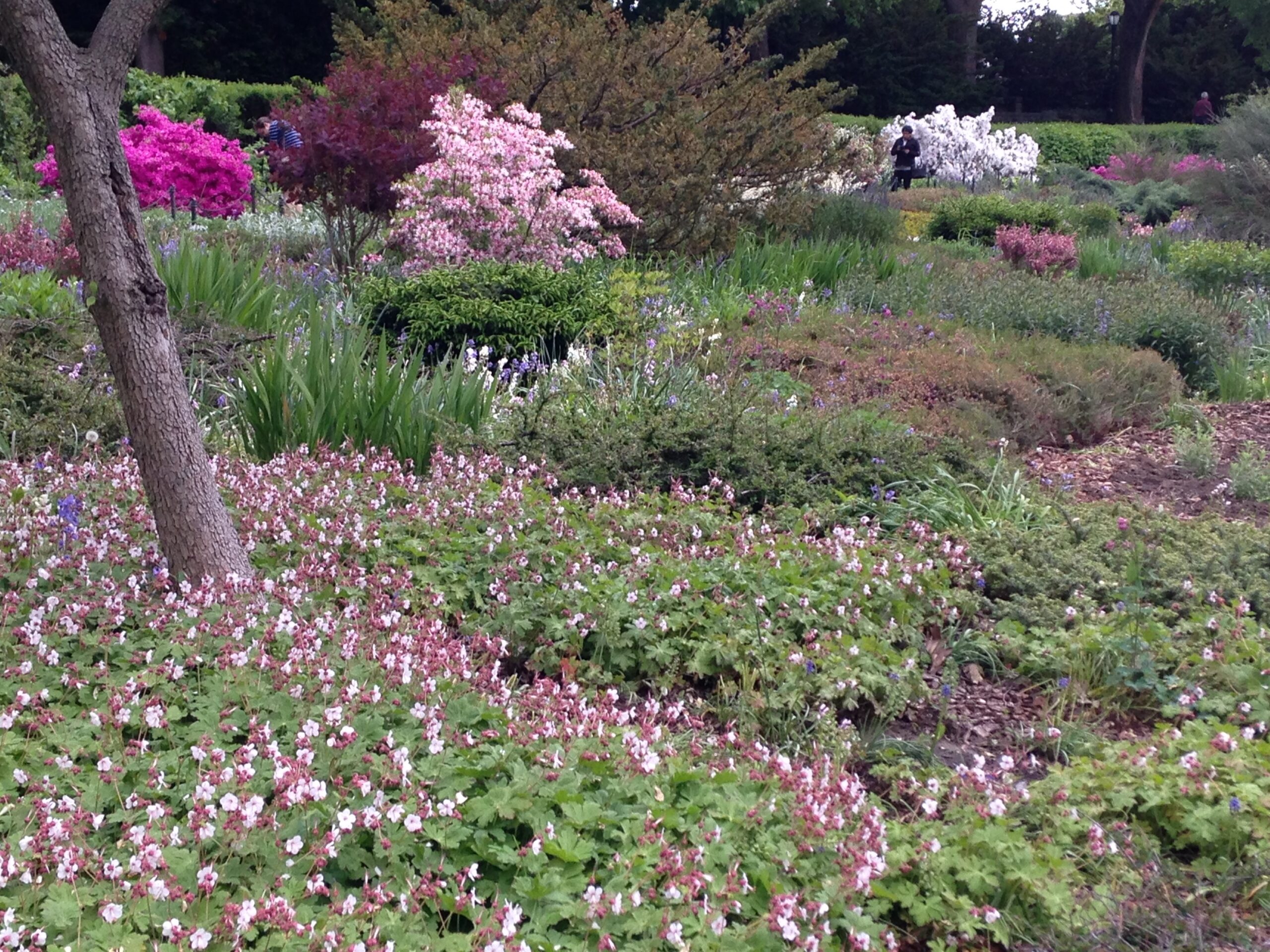 Geranium macrorrhizum ‘Spessart’ - bigroot geranium