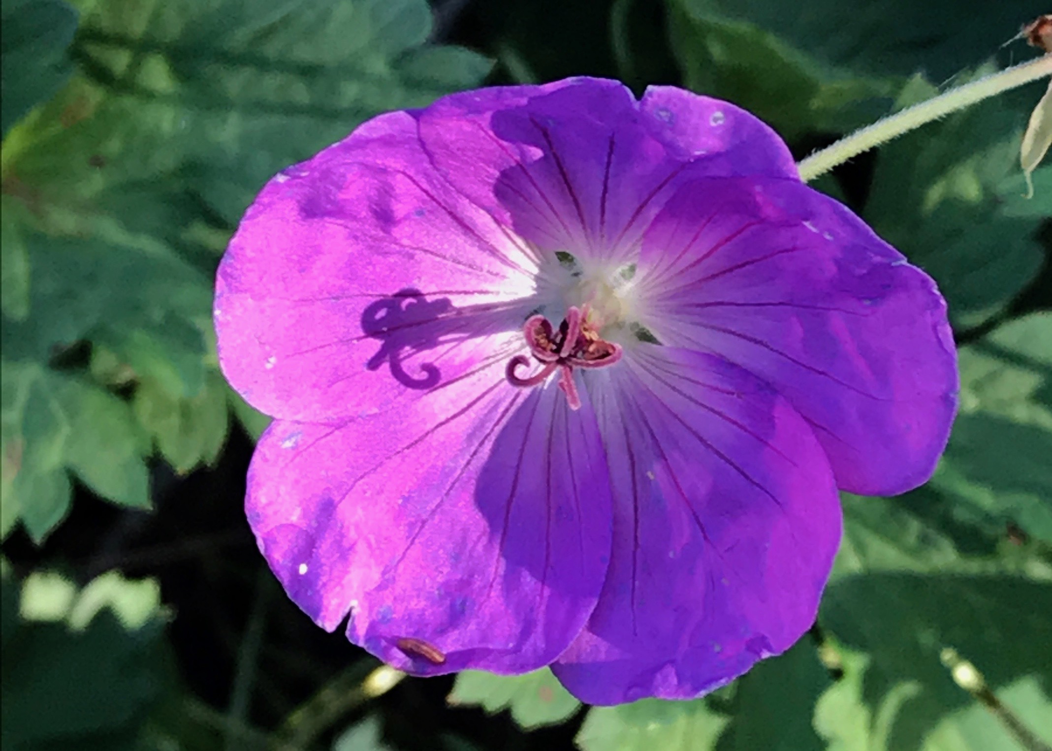 Geranium sanguineum ‘Max Frei’ - bloody cranesbill