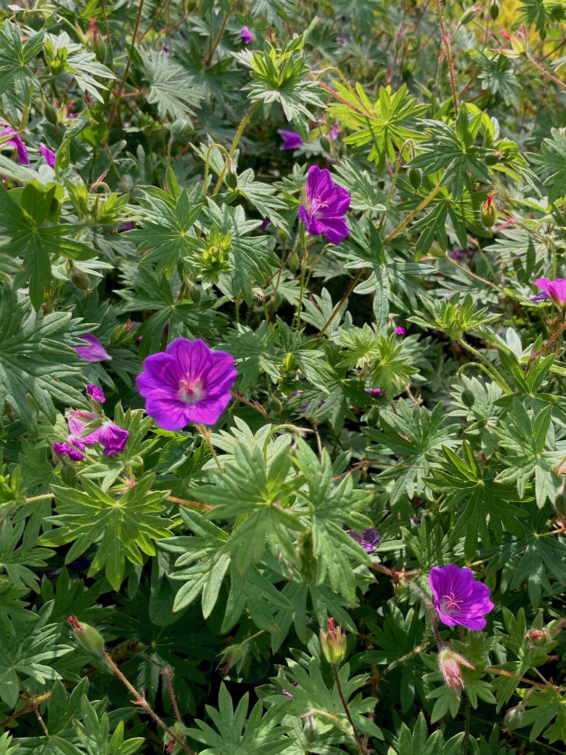 Geranium sanguineum ‘Kahn’ - bloody cranesbill