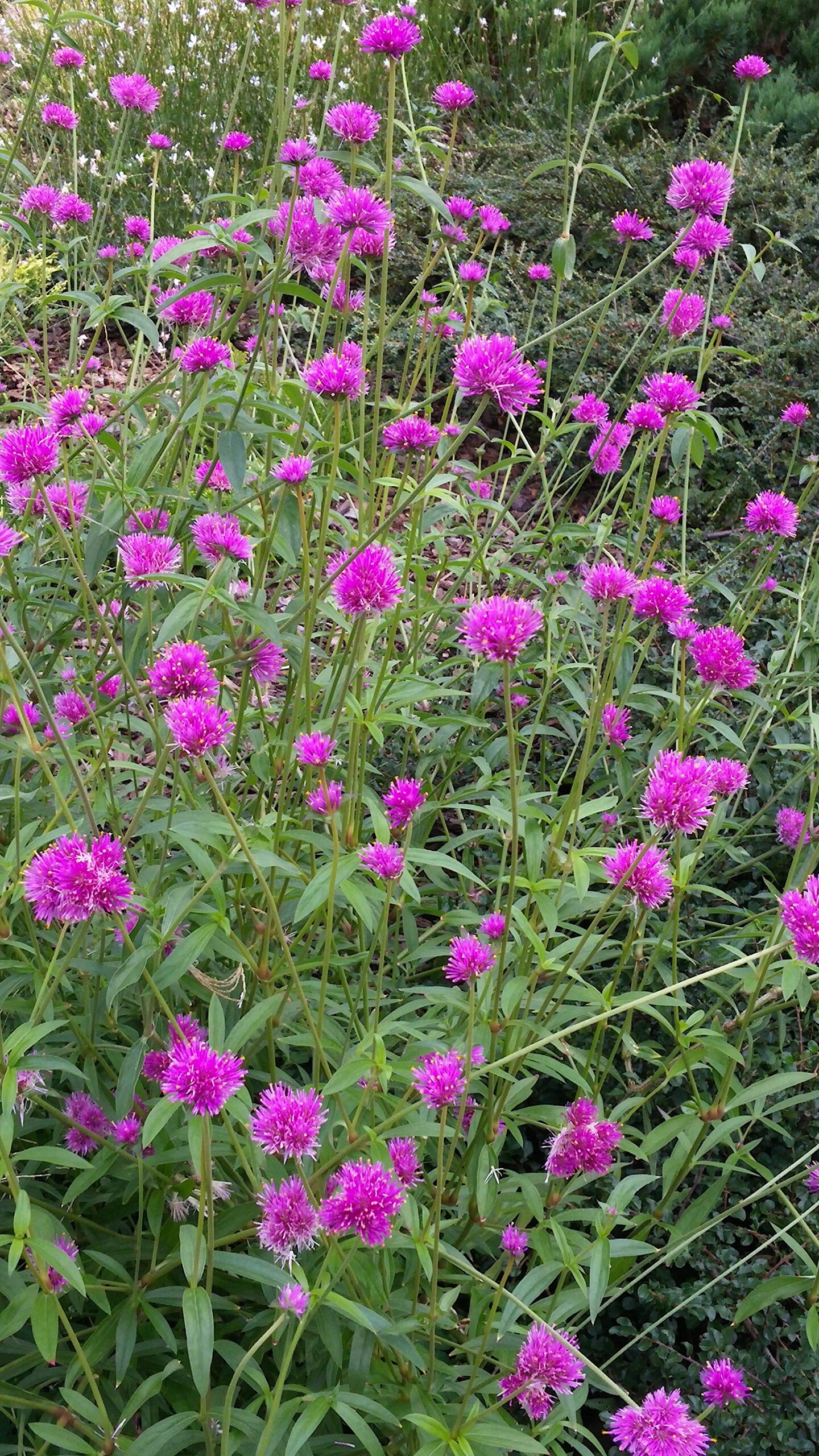 Gomphrena globosa ‘Fireworks’ - globe amaranth