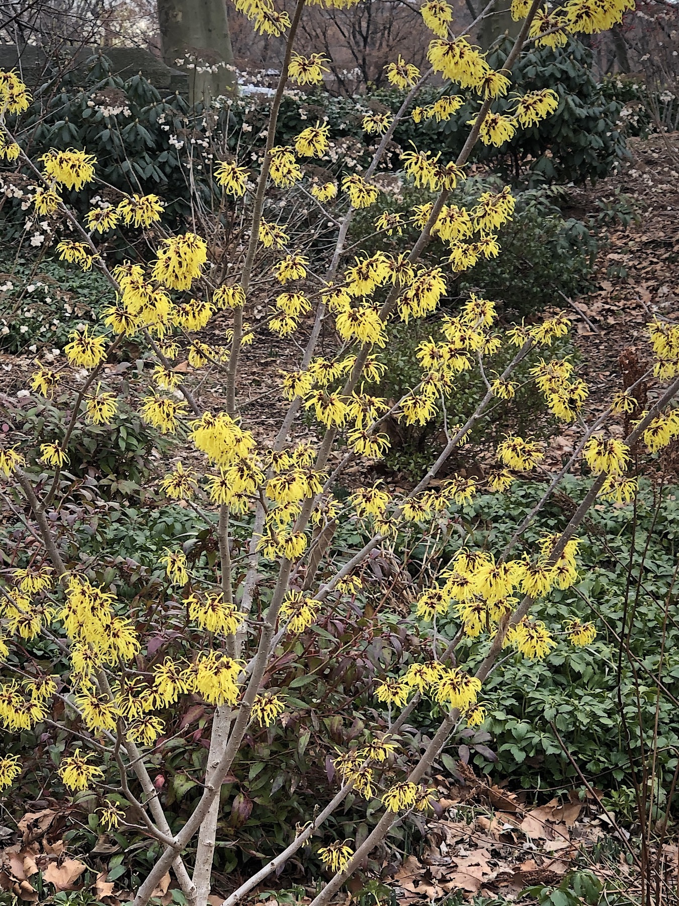 Hamamelis x intermedia ‘Arnold Promise’ - witch hazel