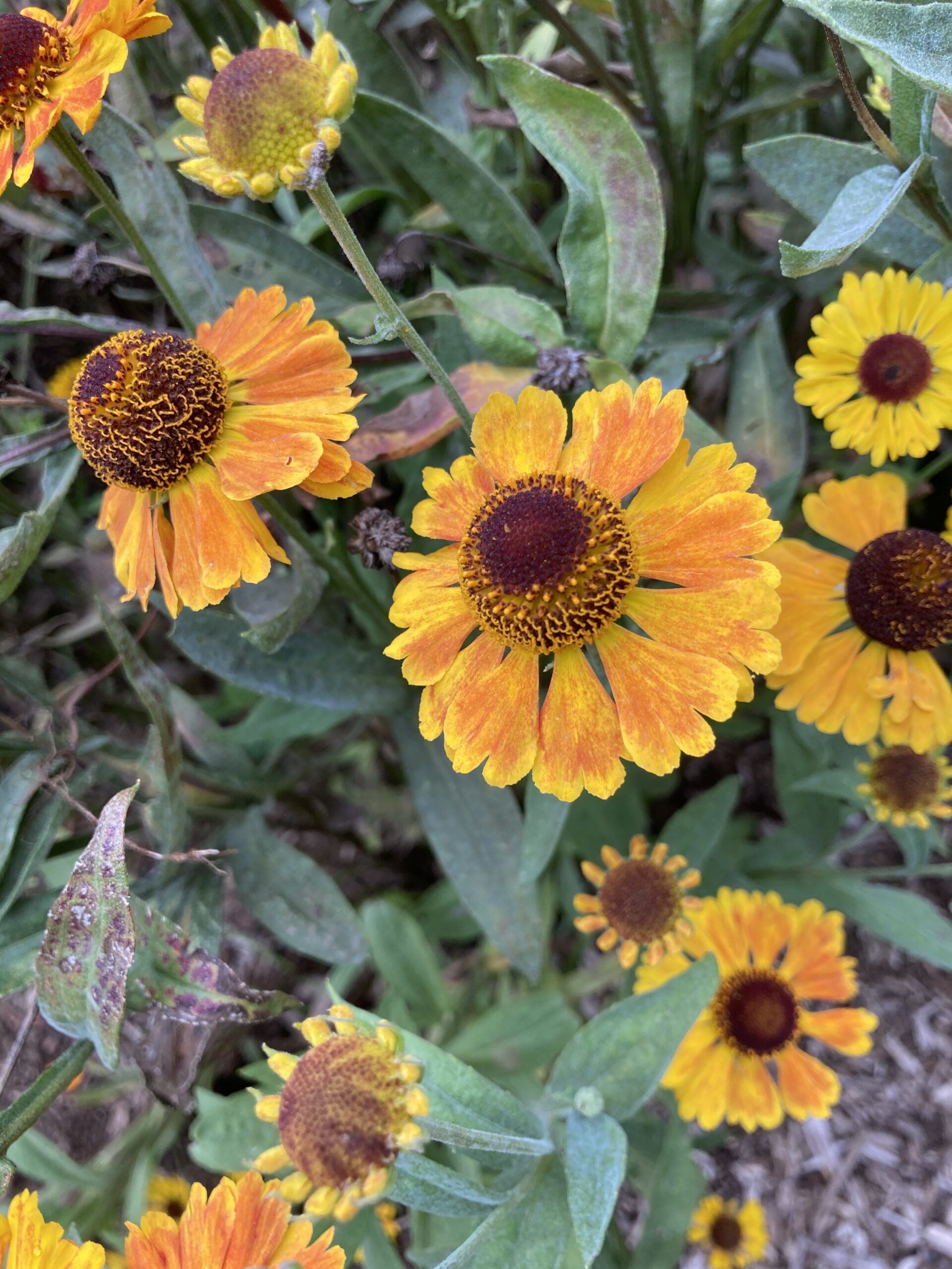 Helenium ‘Mardi Gras’ - sneezeweed