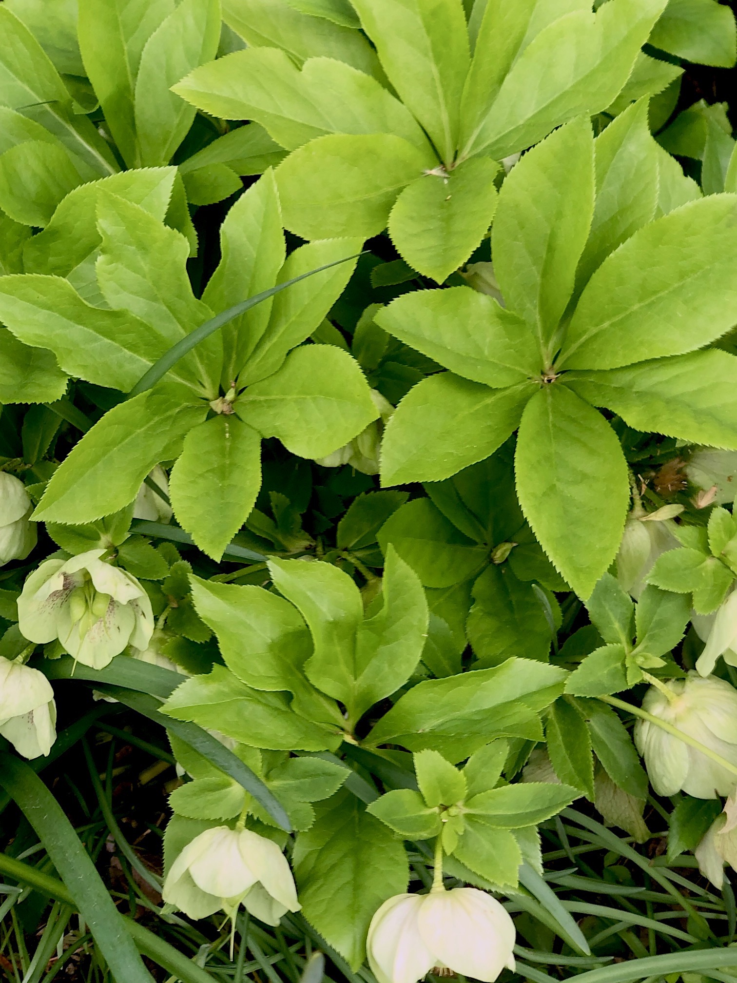 Helleborus ‘Ivory Prince’ - Christmas rose