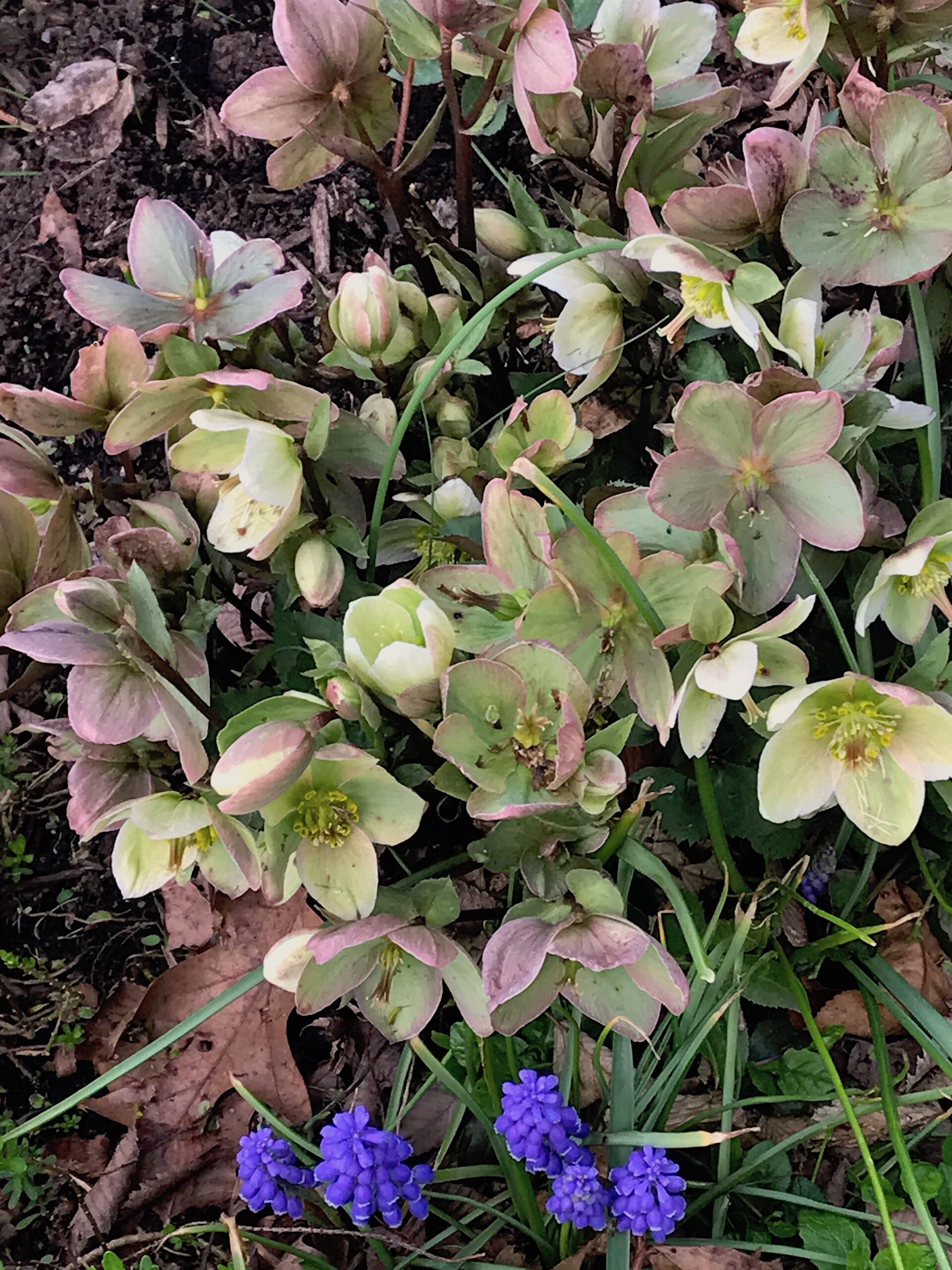 Helleborus x ericsmithii ‘Winter Sunshine’ - hybrid Christmas rose