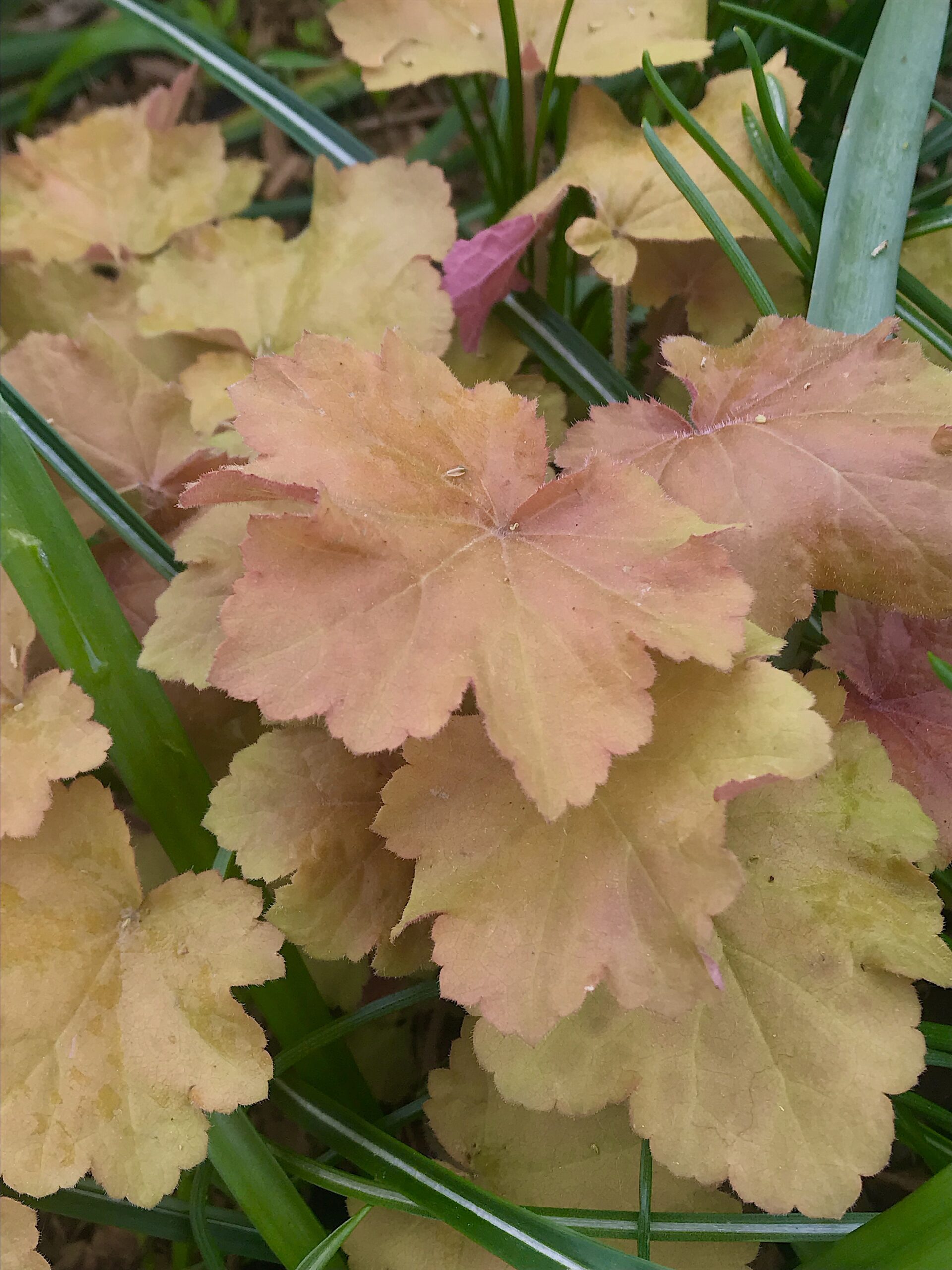 Heuchera ‘Caramel’ - coral bells