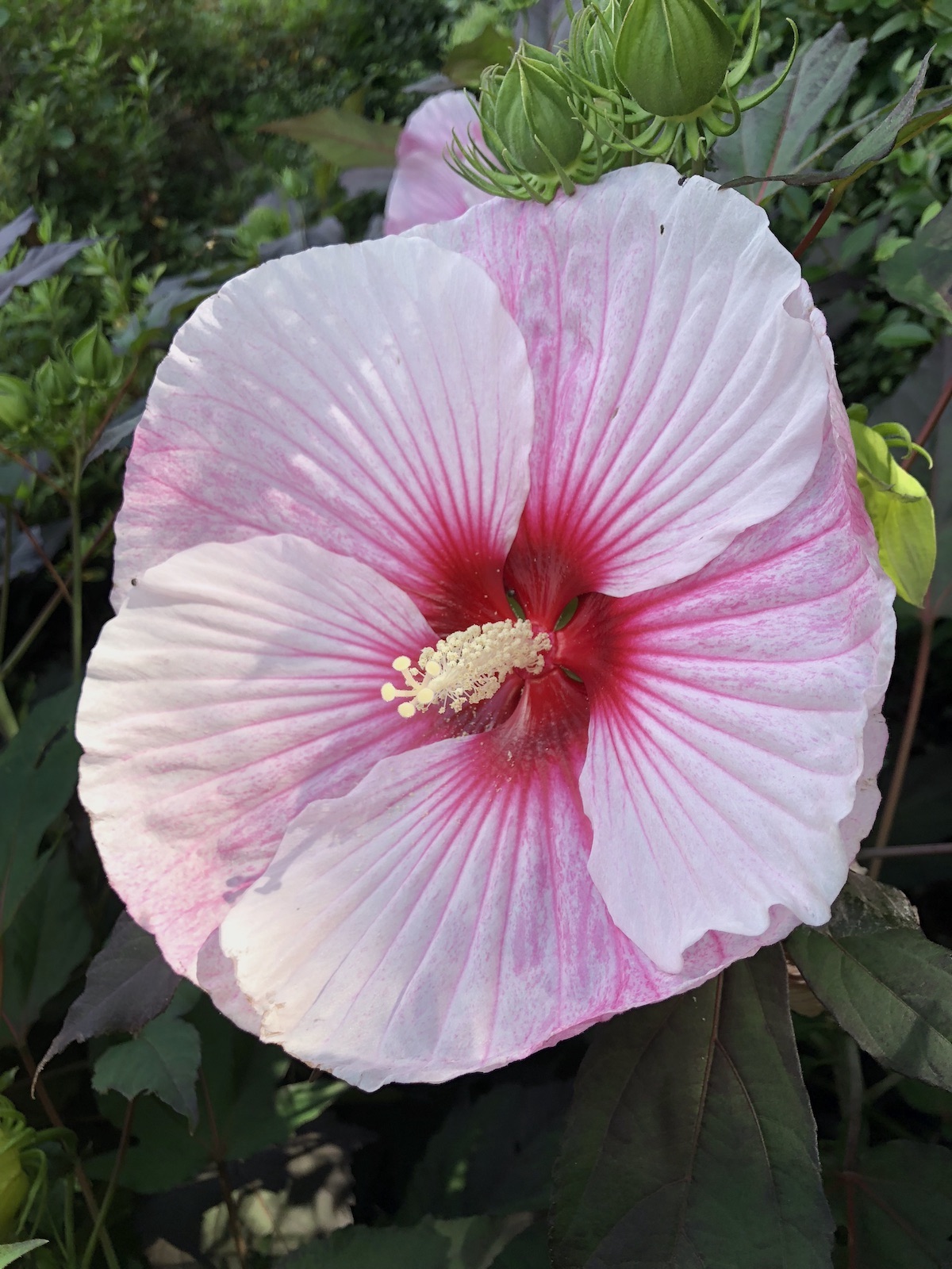 Hibiscus moscheutos Disco Belle Series - hardy hibiscus