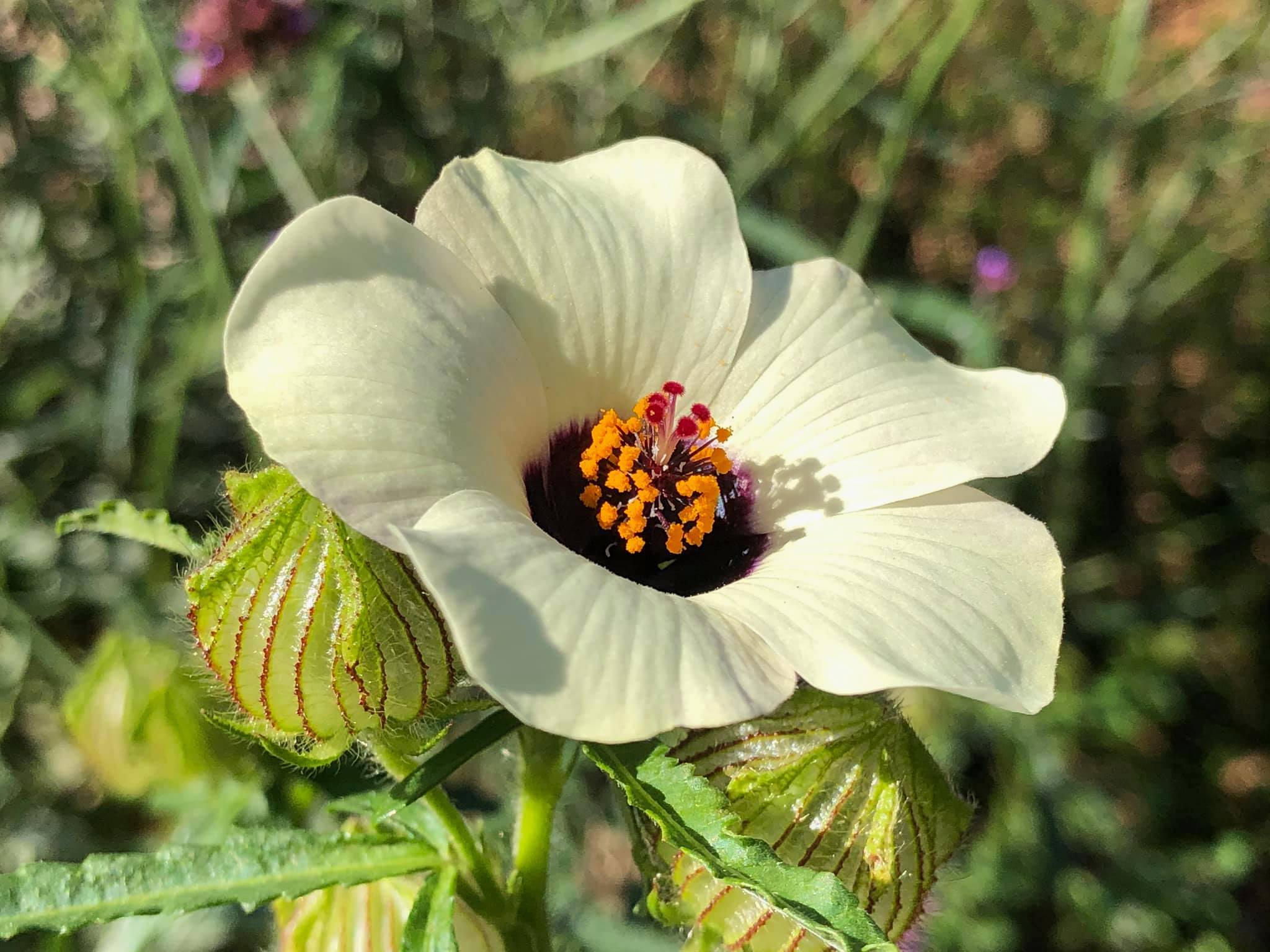 Hibiscus trionum - flower-of-an-hour