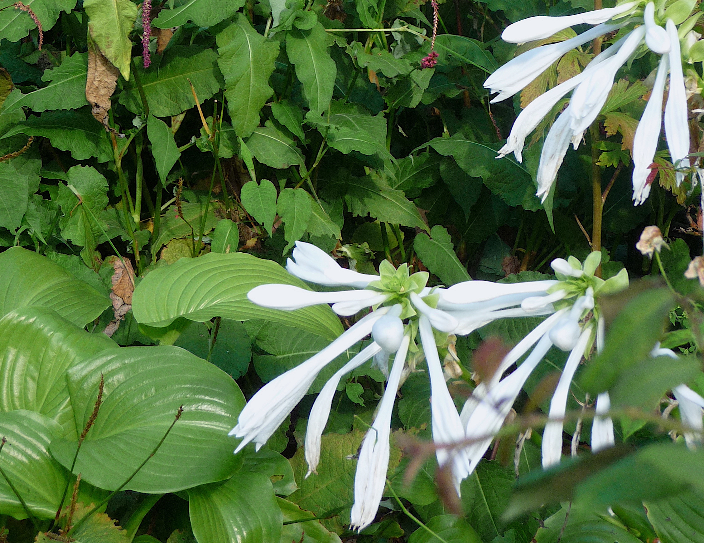 Hosta plantaginea ‘Aphrodite’ - plantain lily