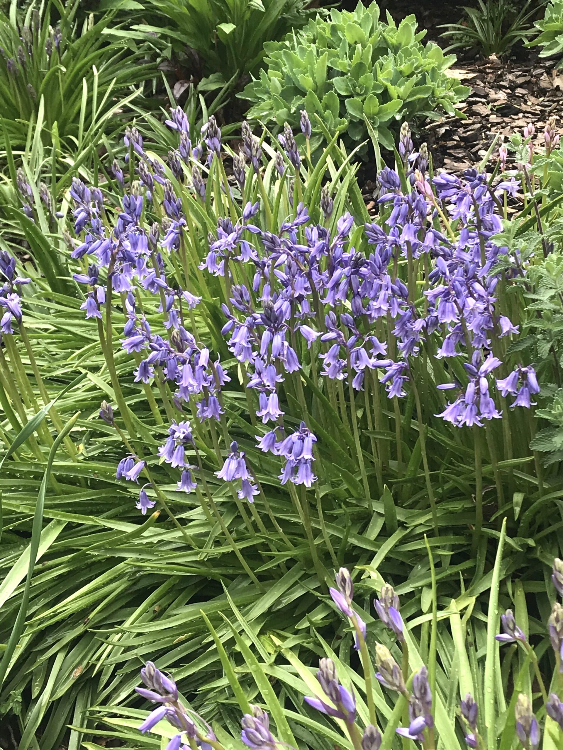 Hyacinthoides hispanica - Spanish bluebell