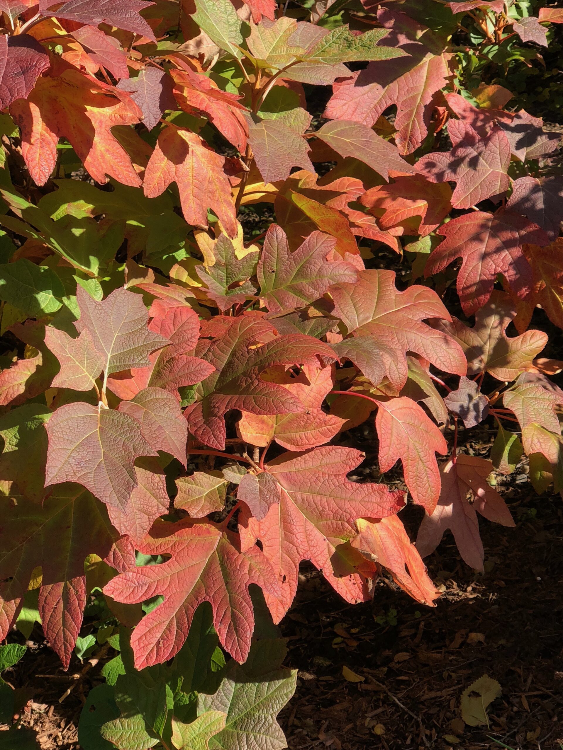 Hydrangea quercifolia - oakleaf hydrangea