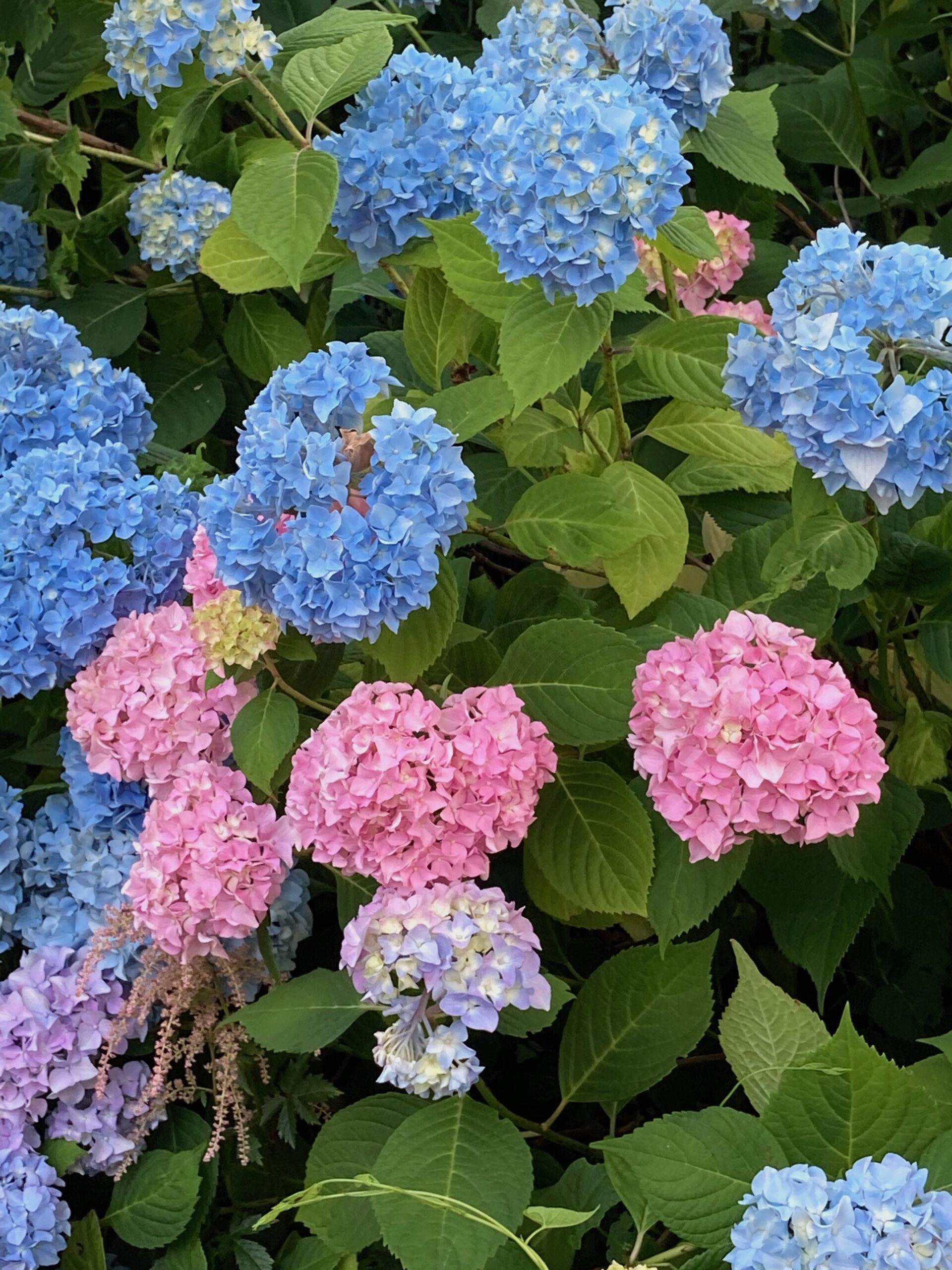 Hydrangea macrophylla ‘Nikko Blue’ - bigleaf hydrangea