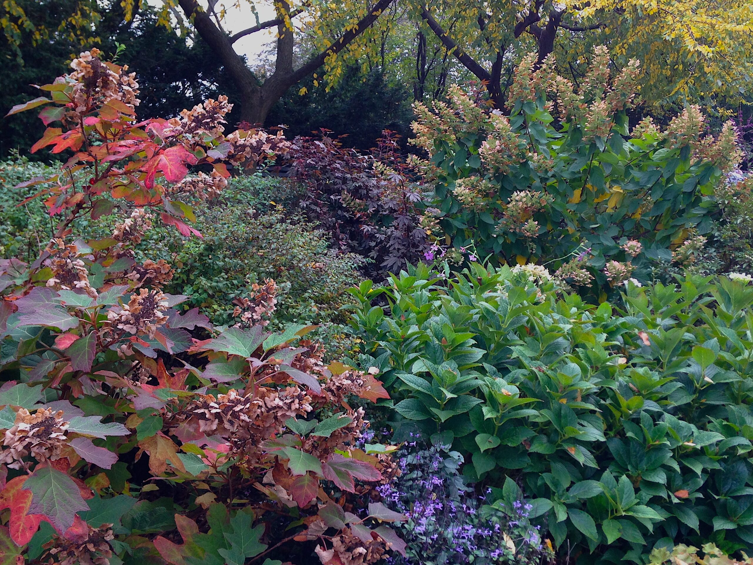 Hydrangea spp. and cvs. - hydrangea species and cultivars