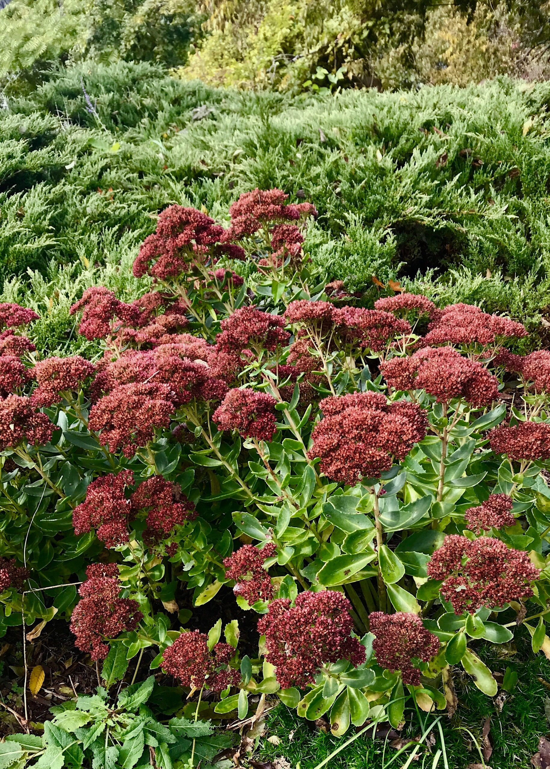 Hylotelephium (Sedum) ‘Autumn Joy’ - showy stonecrop
