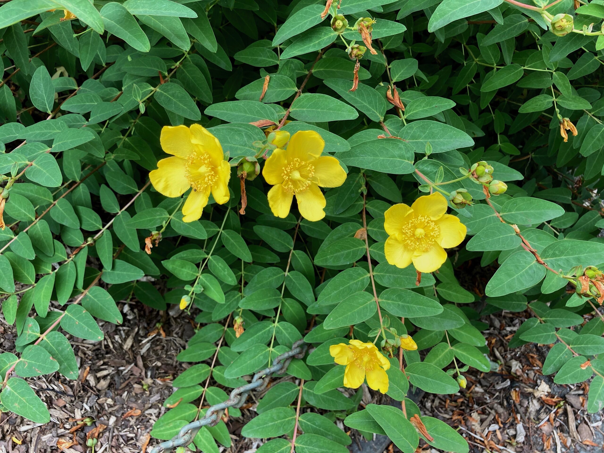 Hypericum ‘Hidcote’ - St. John's wort