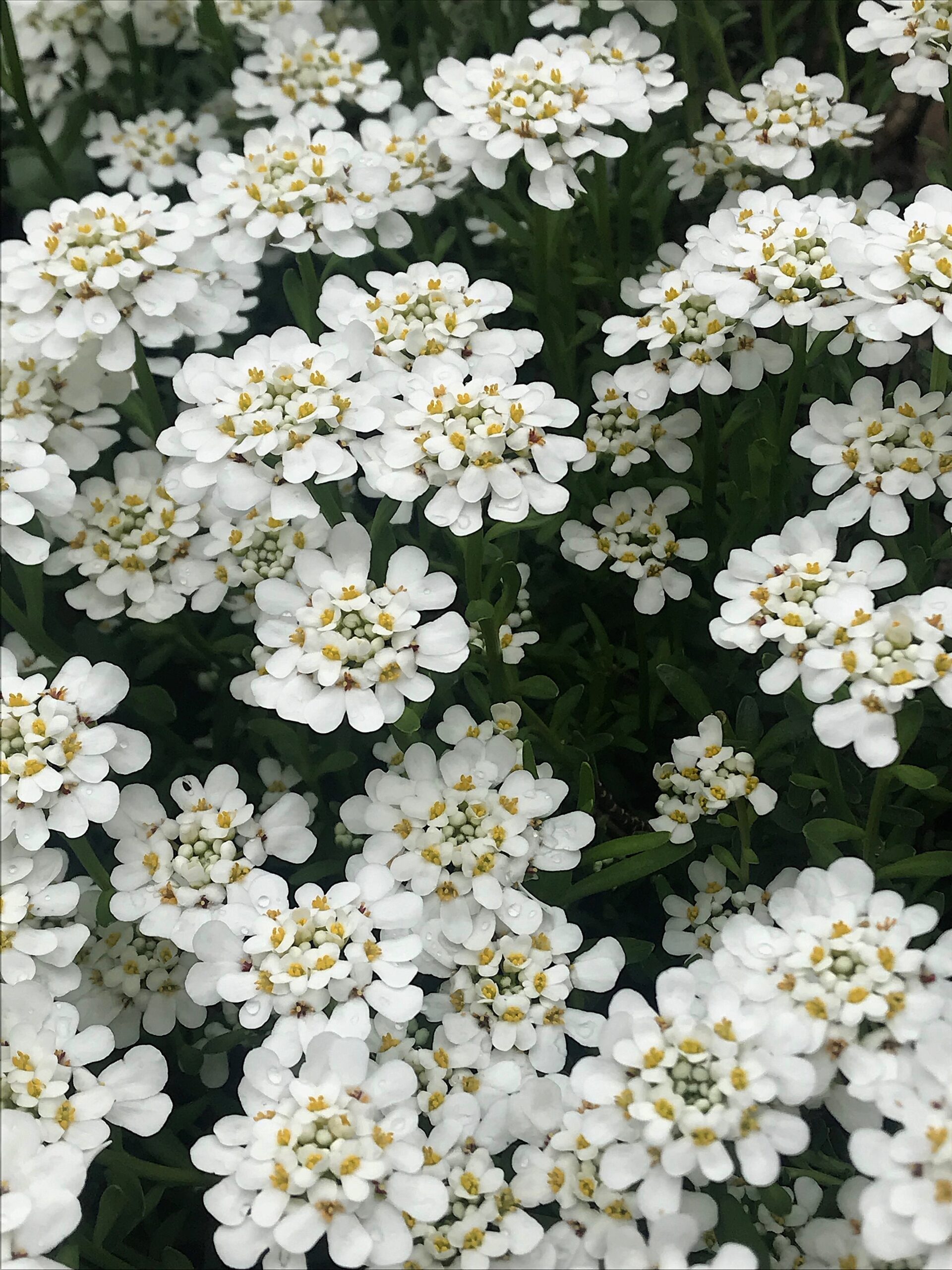 Iberis sempervirens - candytuft