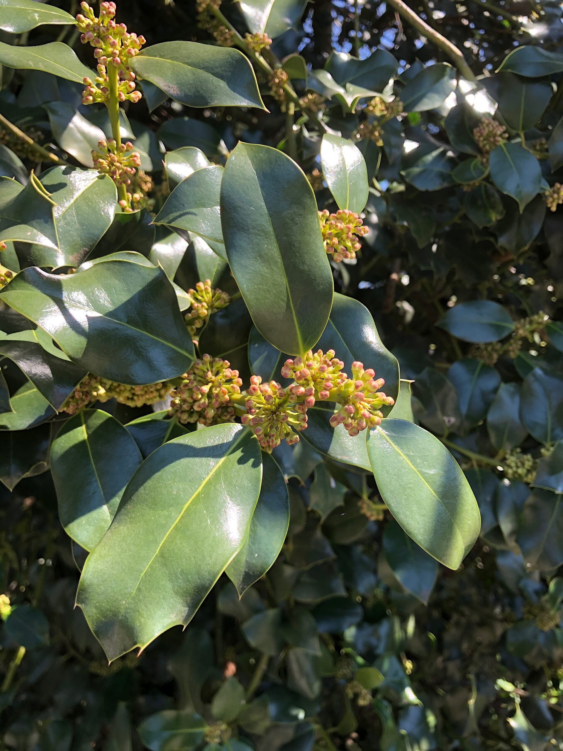 Ilex ‘Nellie R. Stevens’ - holly